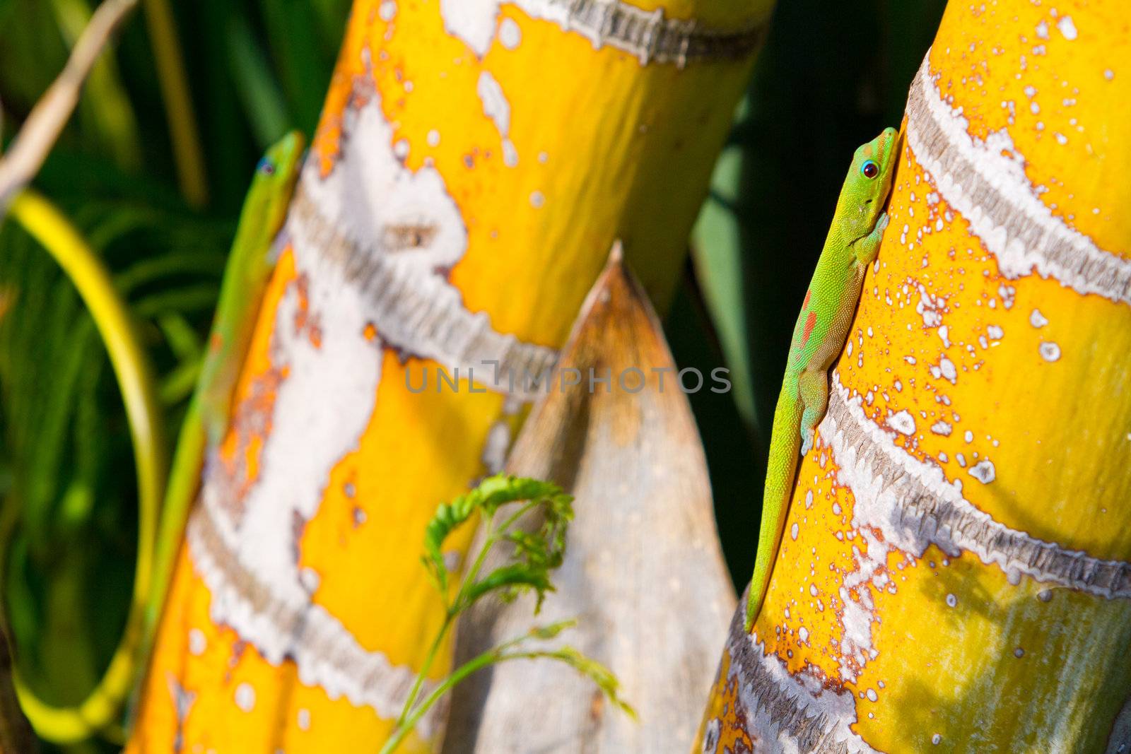 Two tropical lizard geckos in Hawaii are sun bathing and warming up on some bamboo plants.