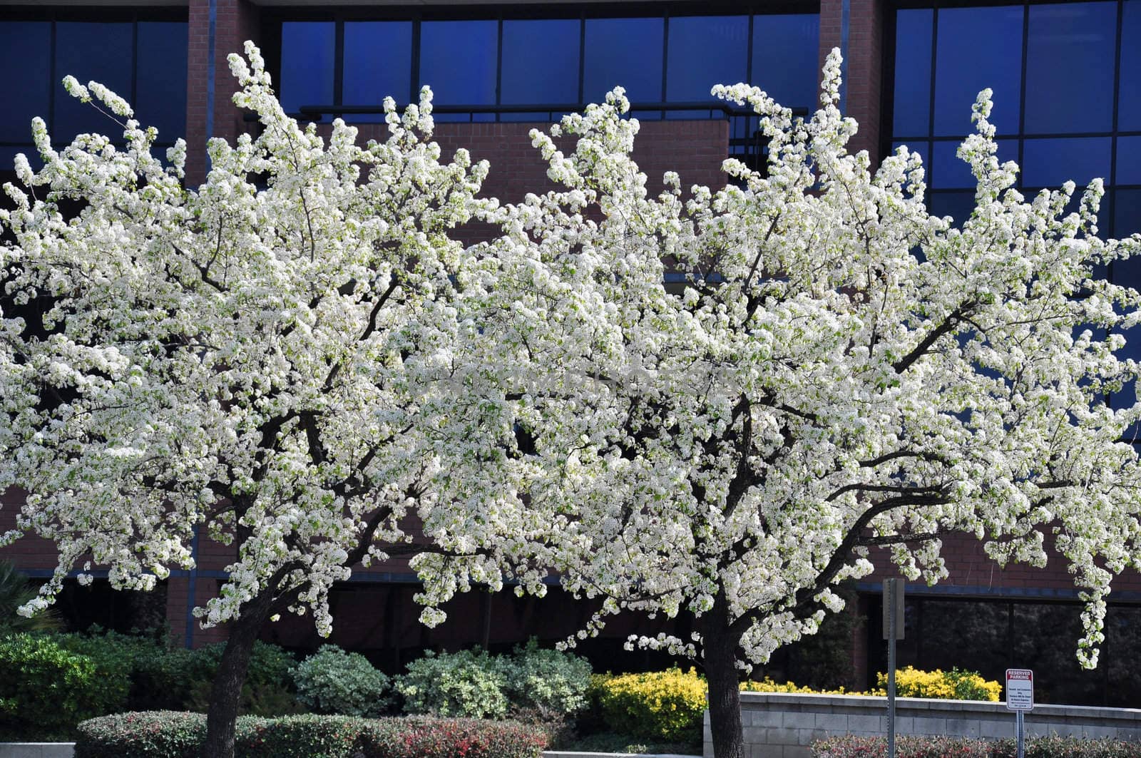 Trees are in full bloom with white blossoms in Temecula, California.