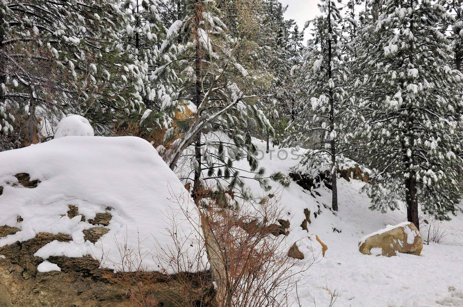 Snow covers the forest on Mount San Jacinto in Southern California.