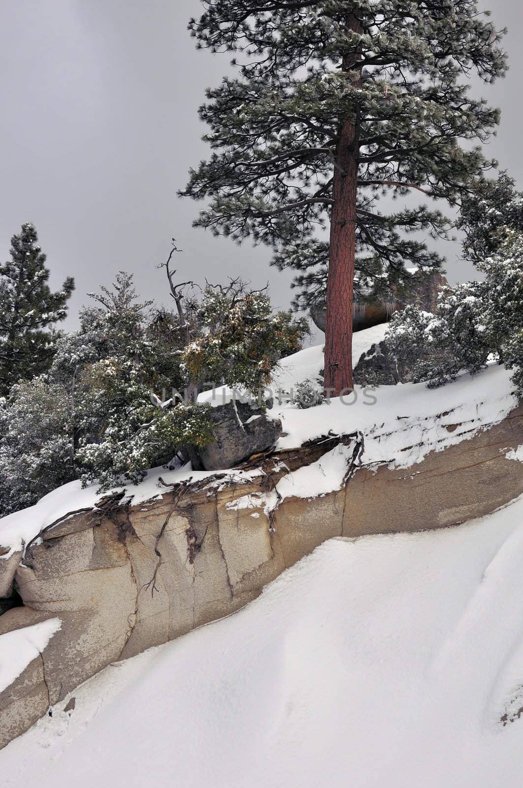 A lone pine tree grows on the side of a snowy slope on Mount San Jacinto in Southern California.