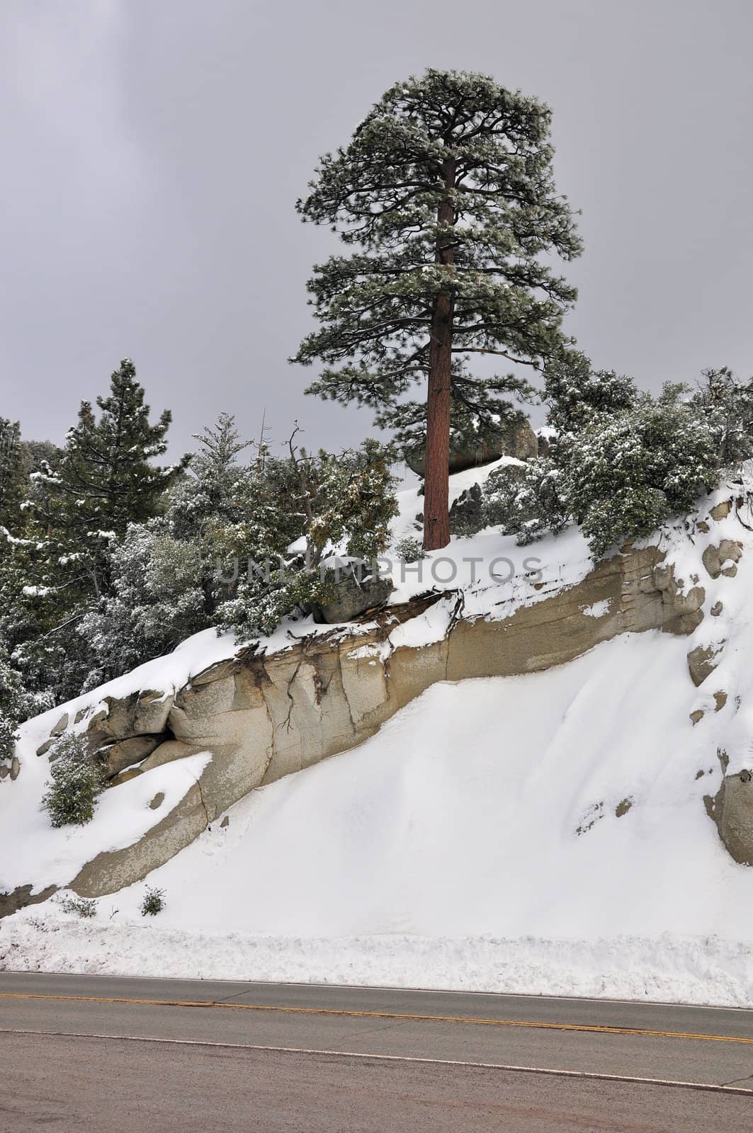 A lone pine tree stands tall on a snowy slope on Mount San Jacinto in Southern California.