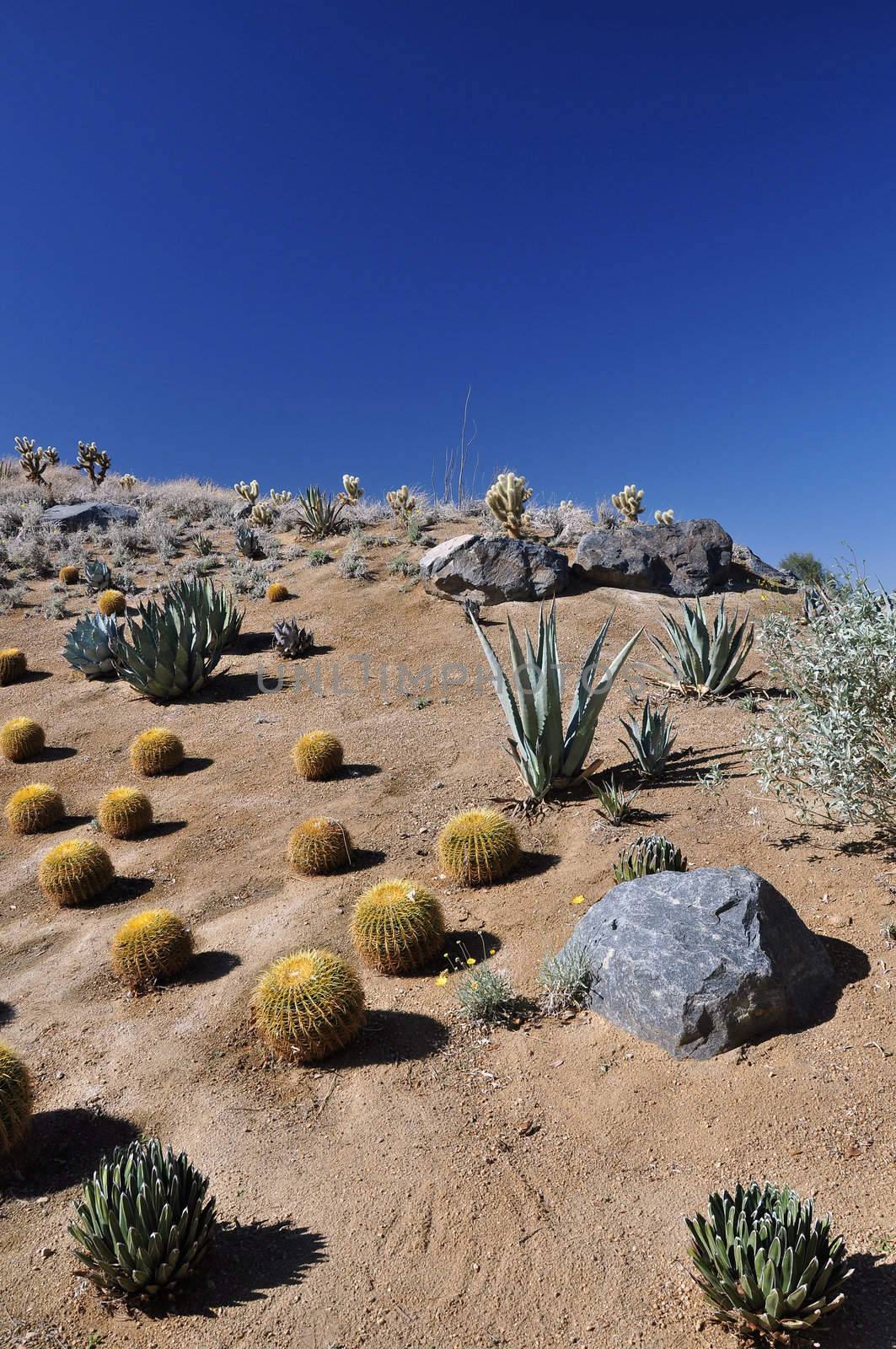 A variety of cactus grows on this hillside near Palm Springs, California.