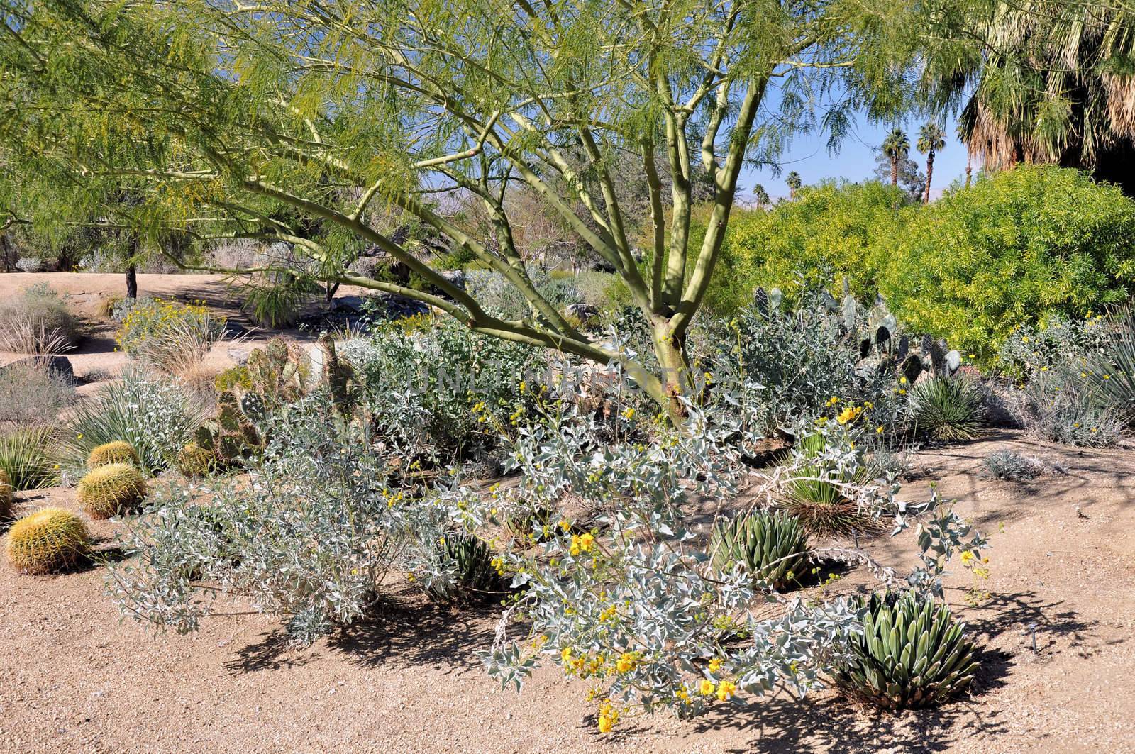 A tree with green colored bark grows in the desert near the town of Palm Springs, California.