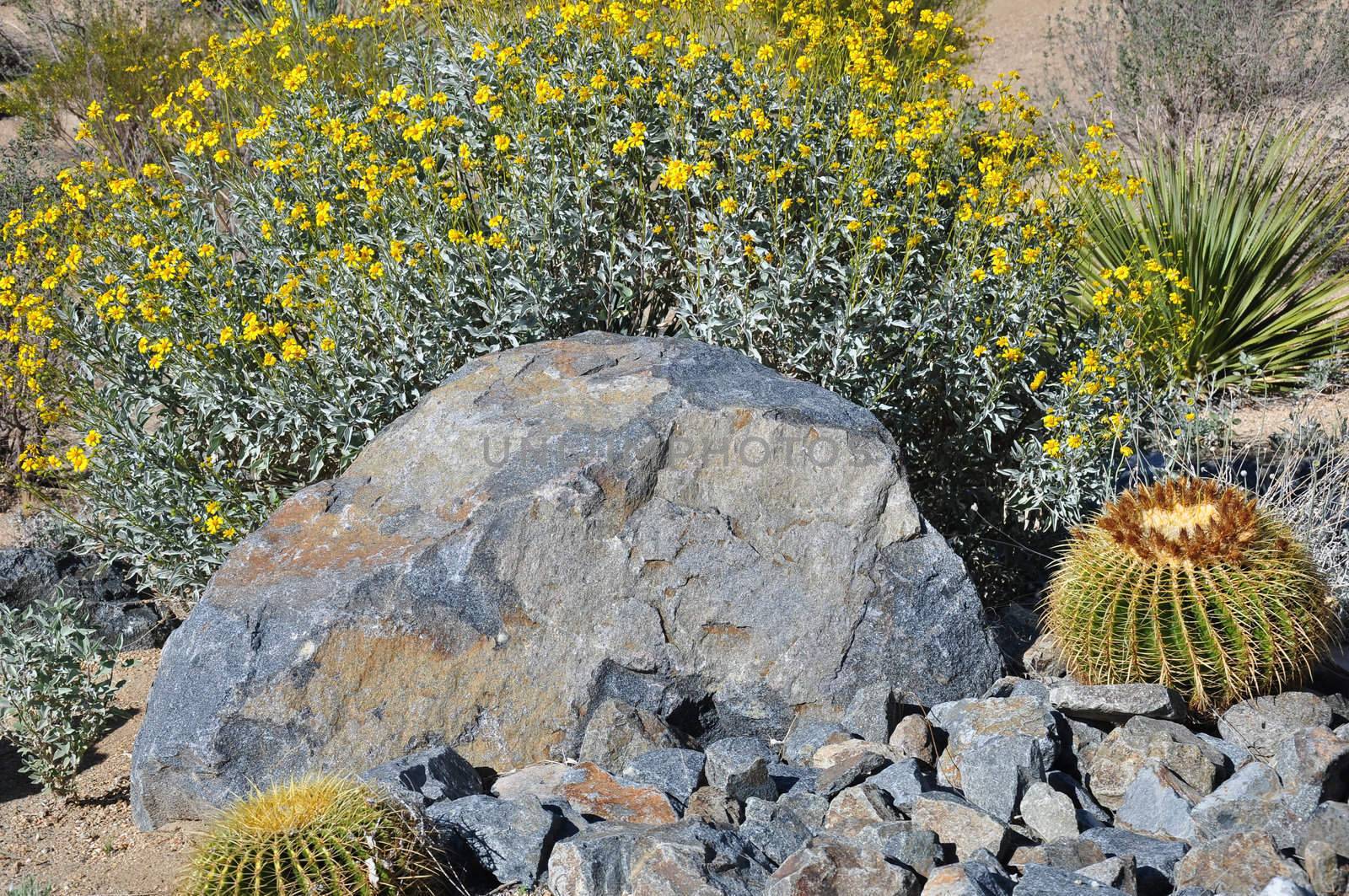 Different sized rocks mix with cactus and yellow wildflowers in Palm Desert, California.