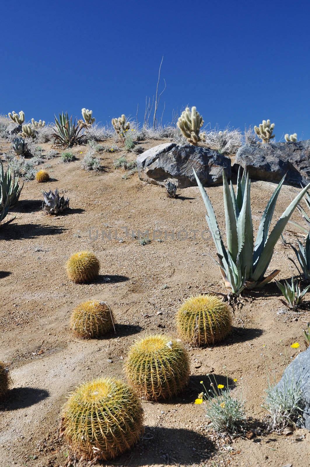 A variety of cactus grows on this hillside near the desert town of Palm Springs, California.