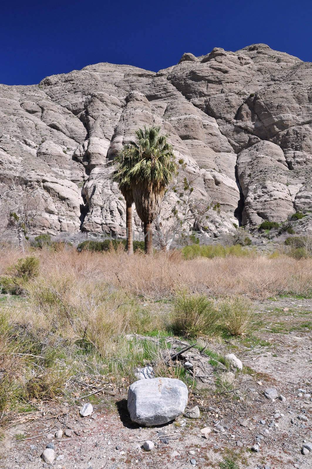 A few palm trees can be found in the barren Whitewater Canyon area near Palm Springs, California.