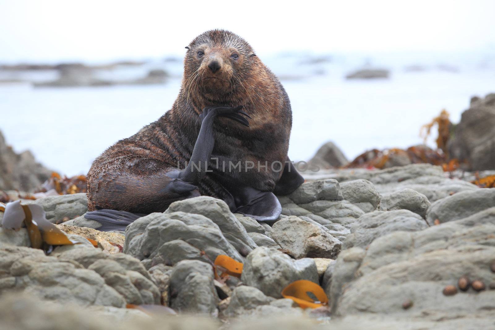 wild seal at Seal colony coastal in Kaikoura New Zealand