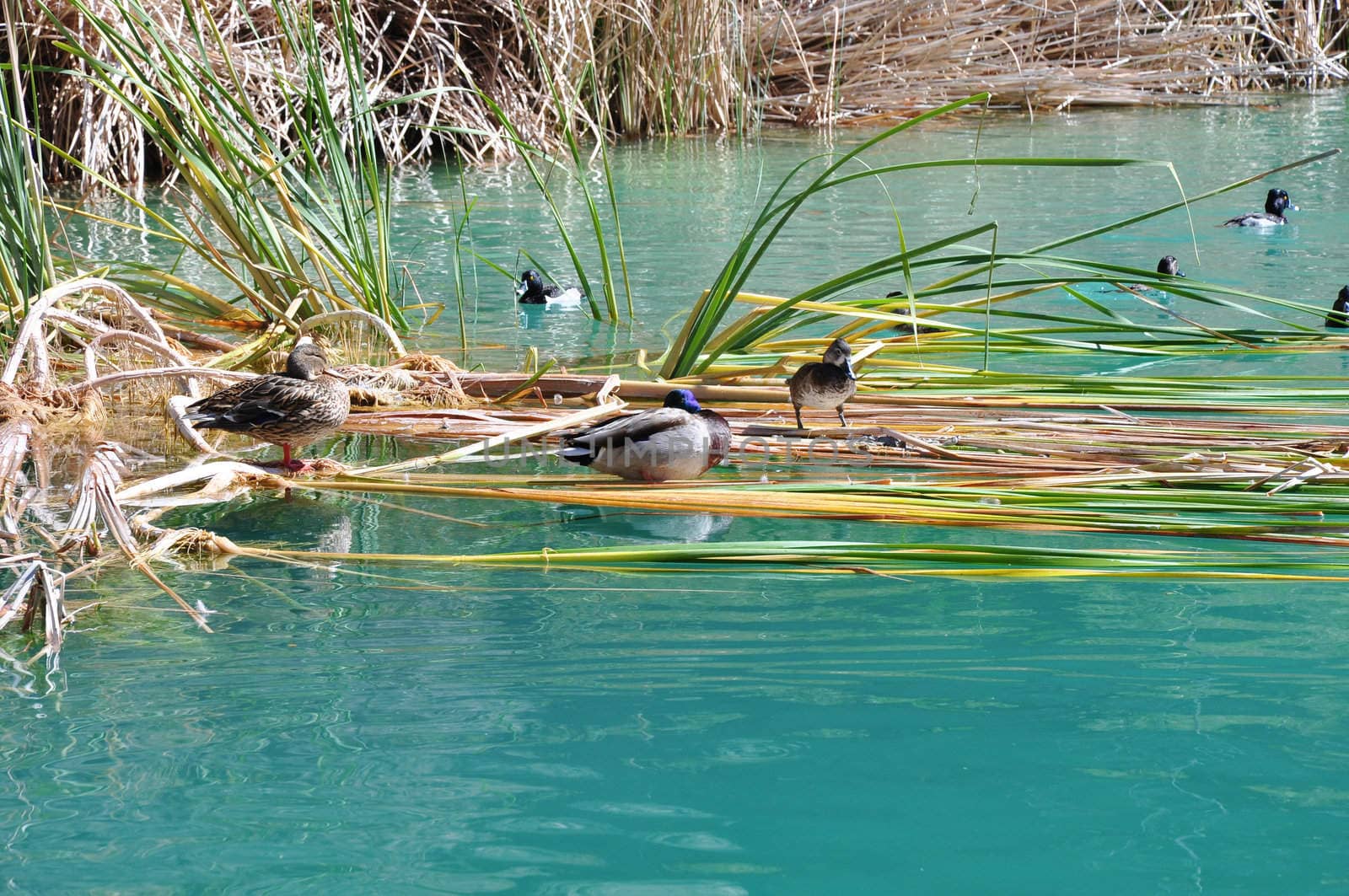 Ducks rest along the shoreline at a pond in Whitewater Canyon near the town of Palm Springs, California.