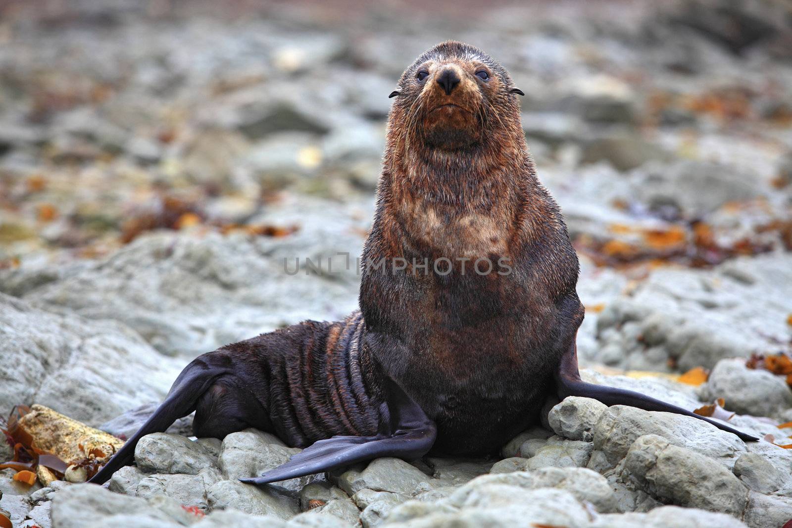 wild seal at Seal colony in Kaikoura New Zealand by vichie81