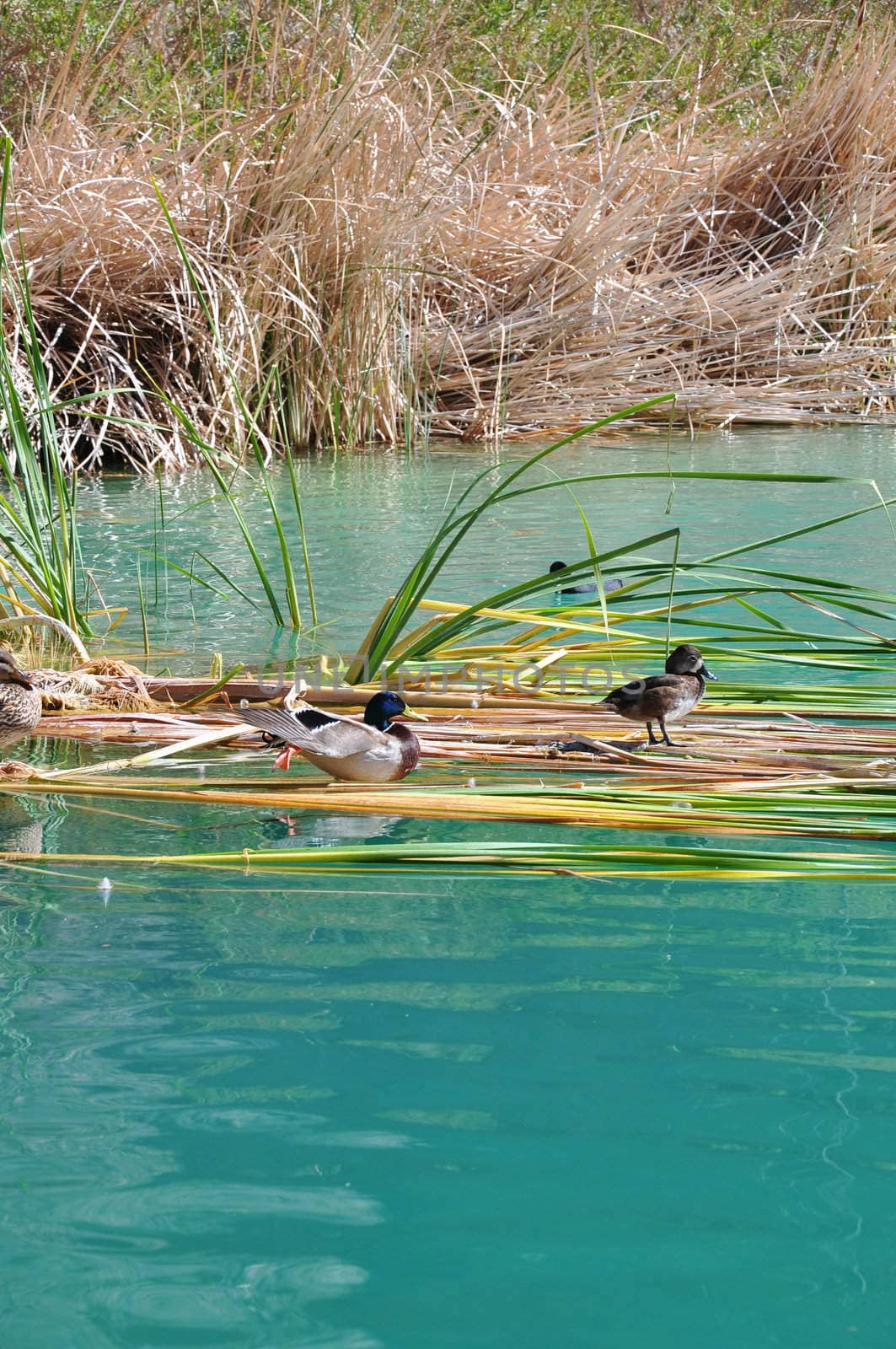 A few ducks seek rest among the shoreline reeds at a pond in Whitewater Canyon. Located near the desert town of Palm Springs, California.