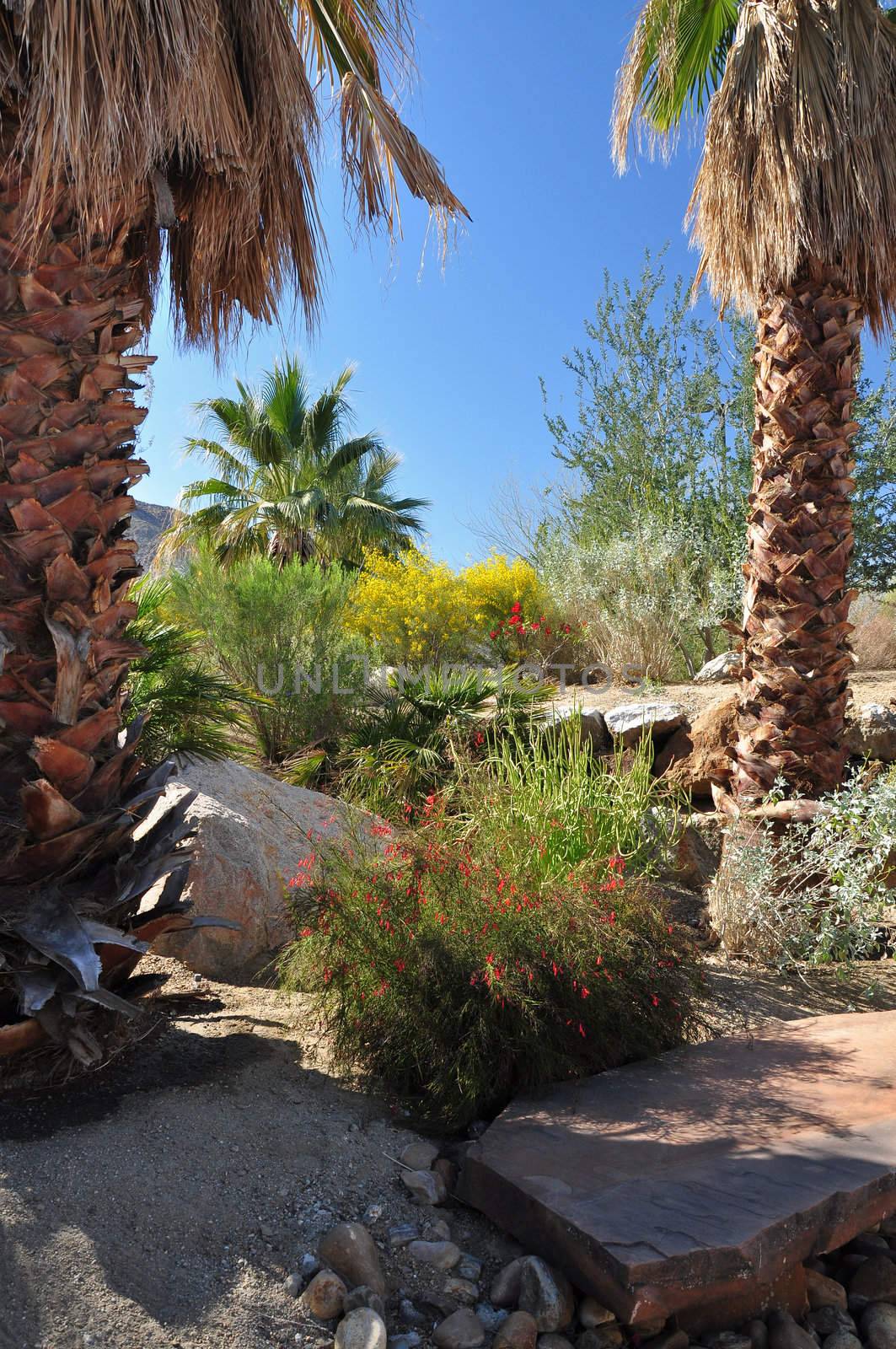 Wildflowers and palm trees mix with cactus at this desert garden park in Palm Desert, California.