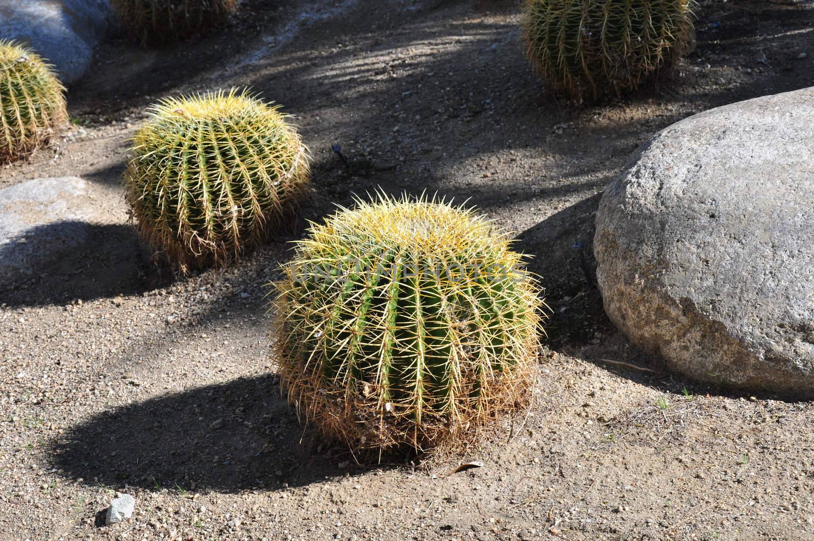 A view of golden barrel cactus at a park in Palm Desert, California.