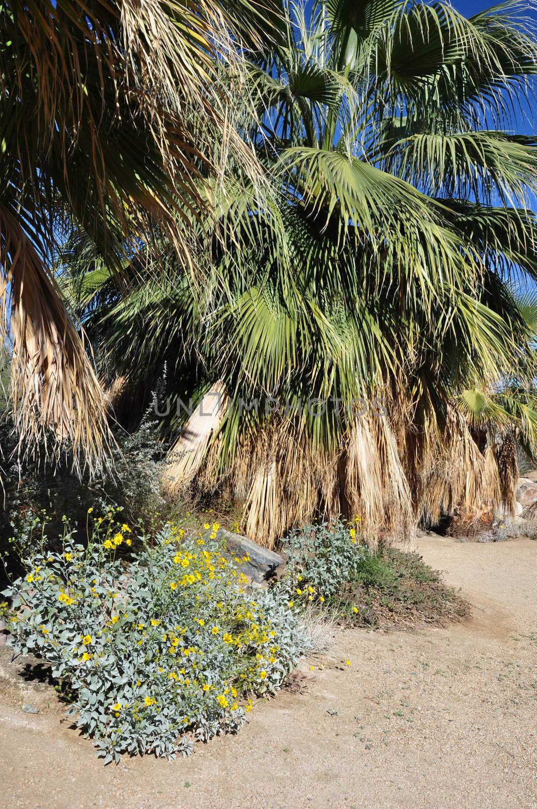 Yellow wildflowers grow at the base of this fan palm tree in Palm Desert, California.