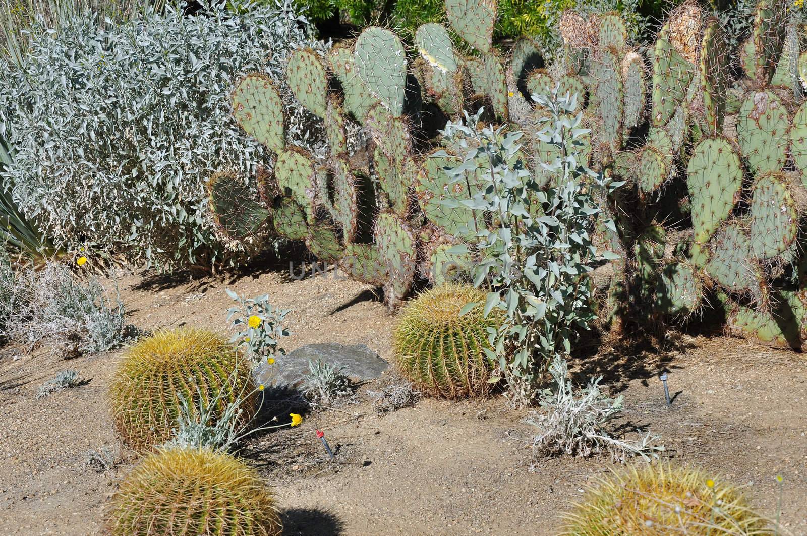 A variety of cactus can be found covering the desert landscape near Palm Springs, California.