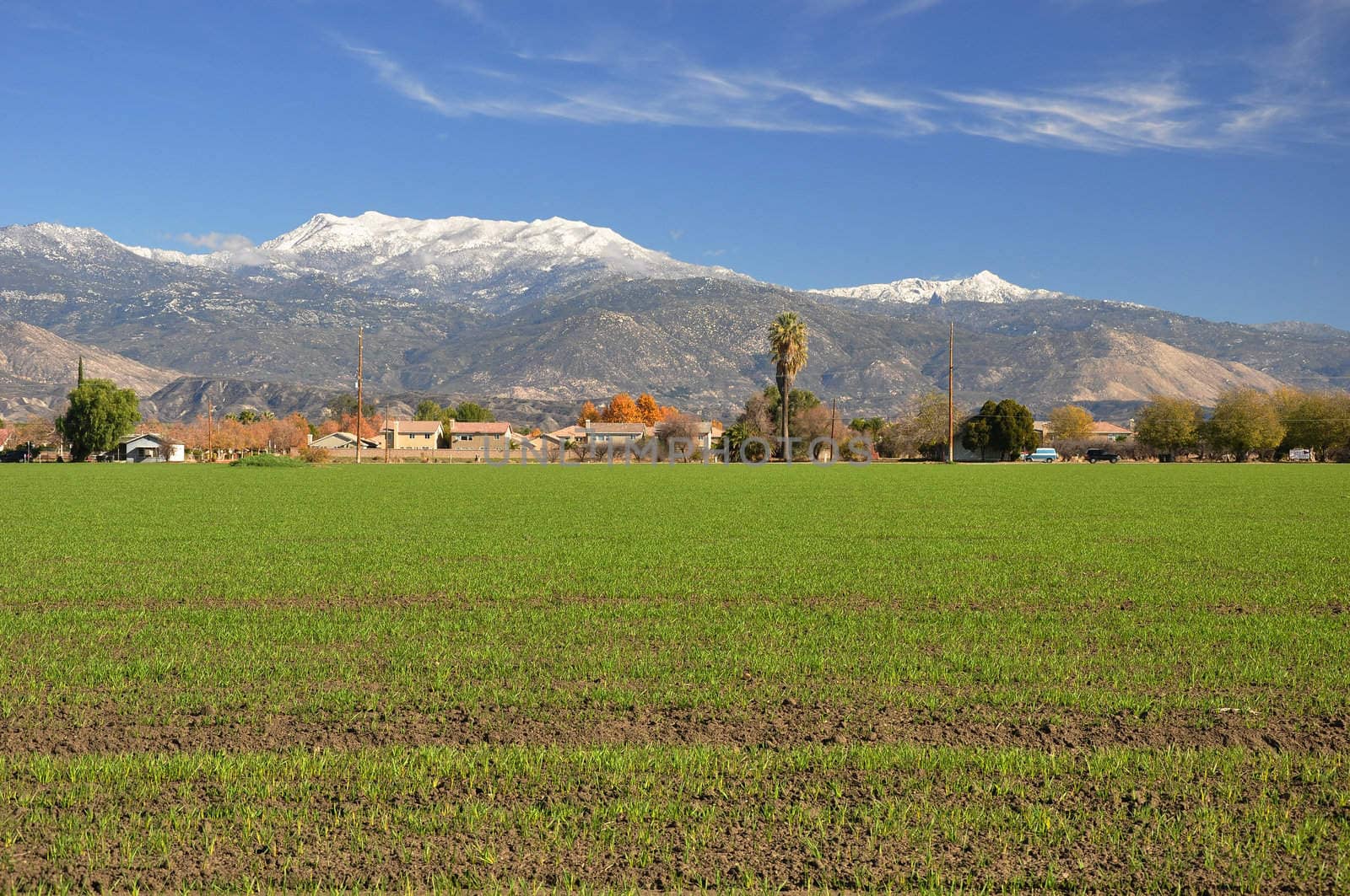 Looking at snow-capped Mount San Jacinto from a farmland field in the valley below.