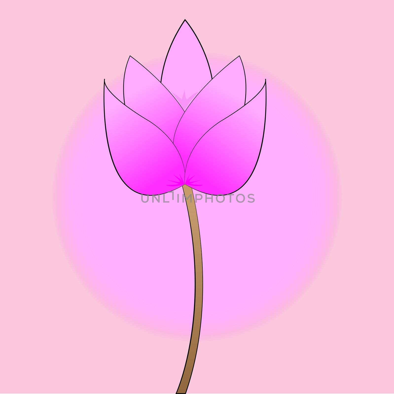 pink lotus blossom on a pink background by kurapy