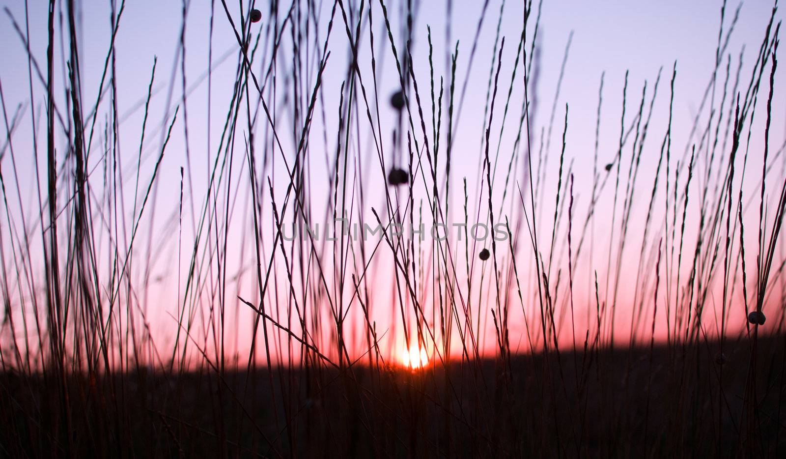 sun shining through the blades of grass