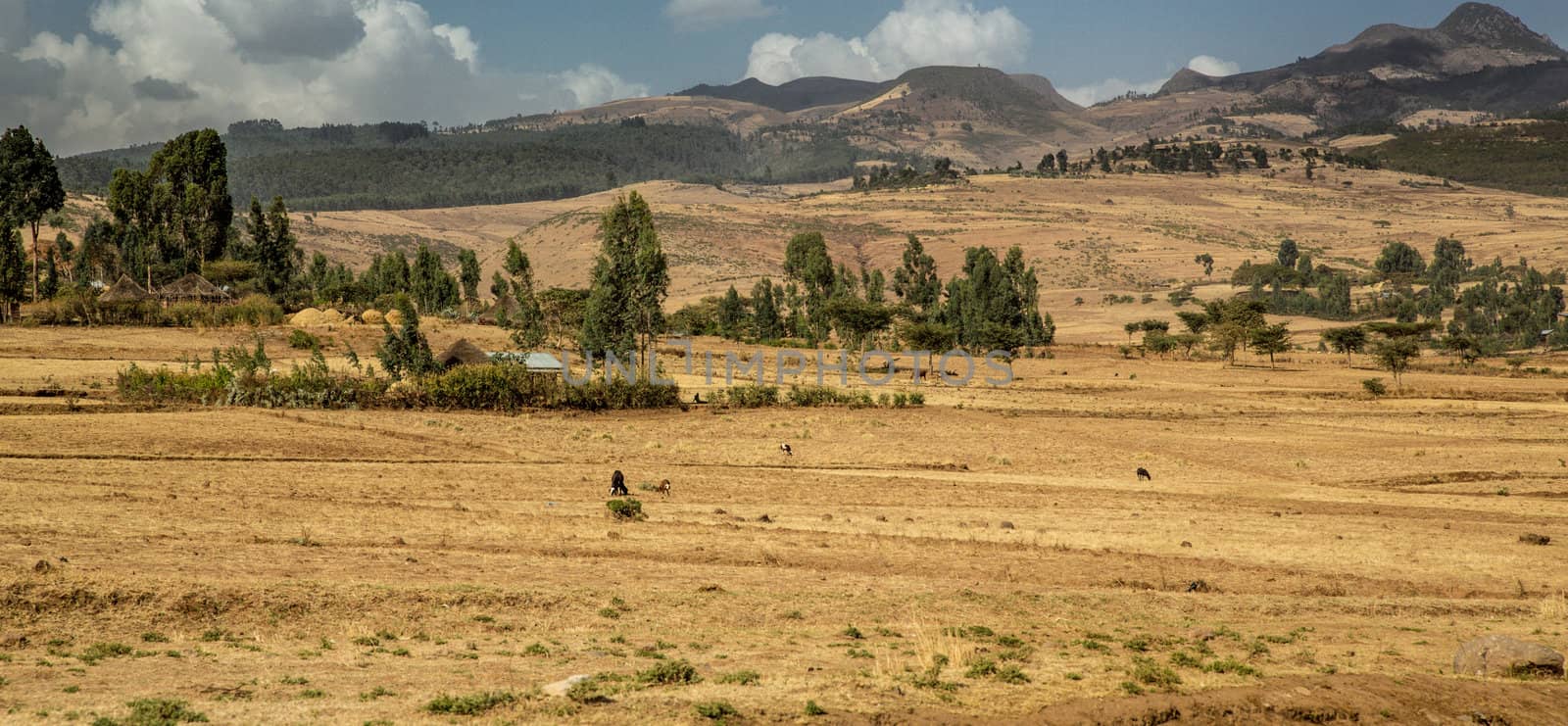 Panoramic view the landscape of the farmlands in Suba area, Ethiopia