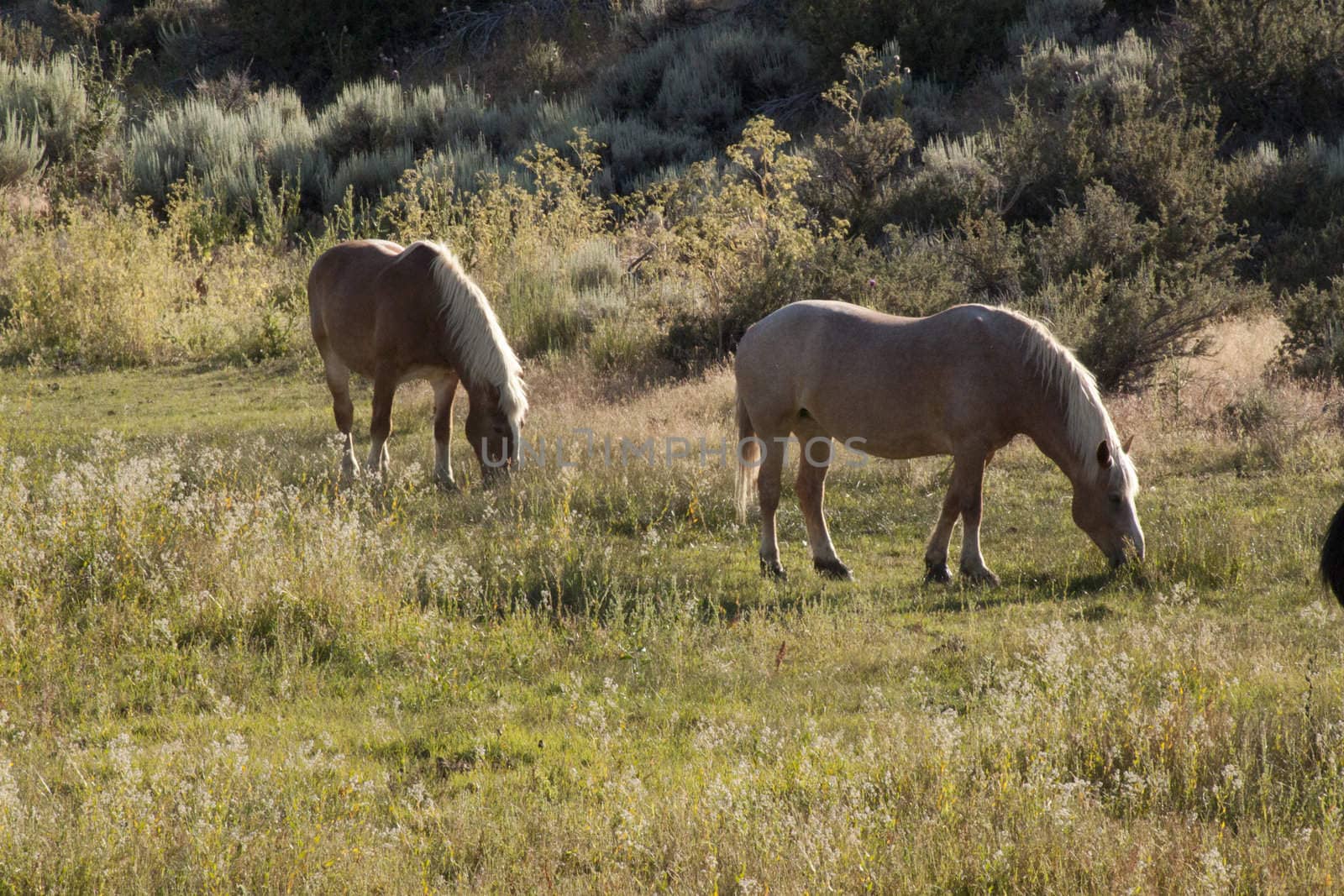 Beautiful horses in a pasture eating grass and hanging out with other horses.