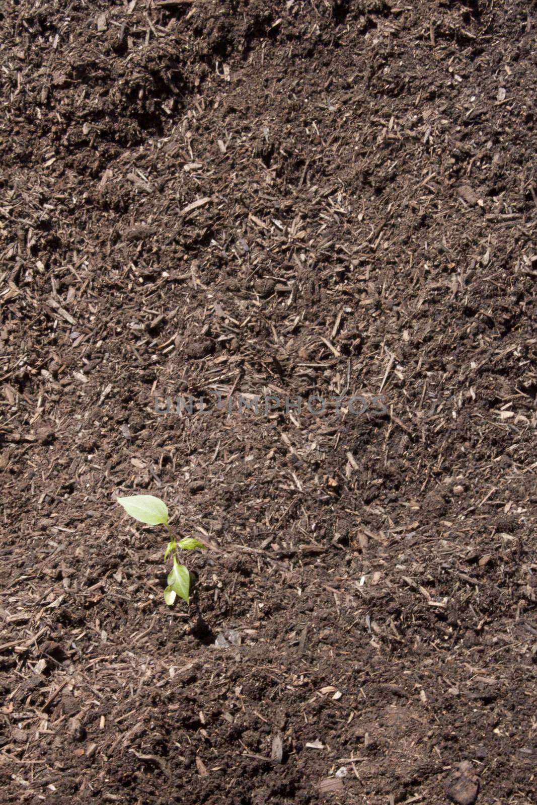 fresh plants just planted in the ground by jeremywhat