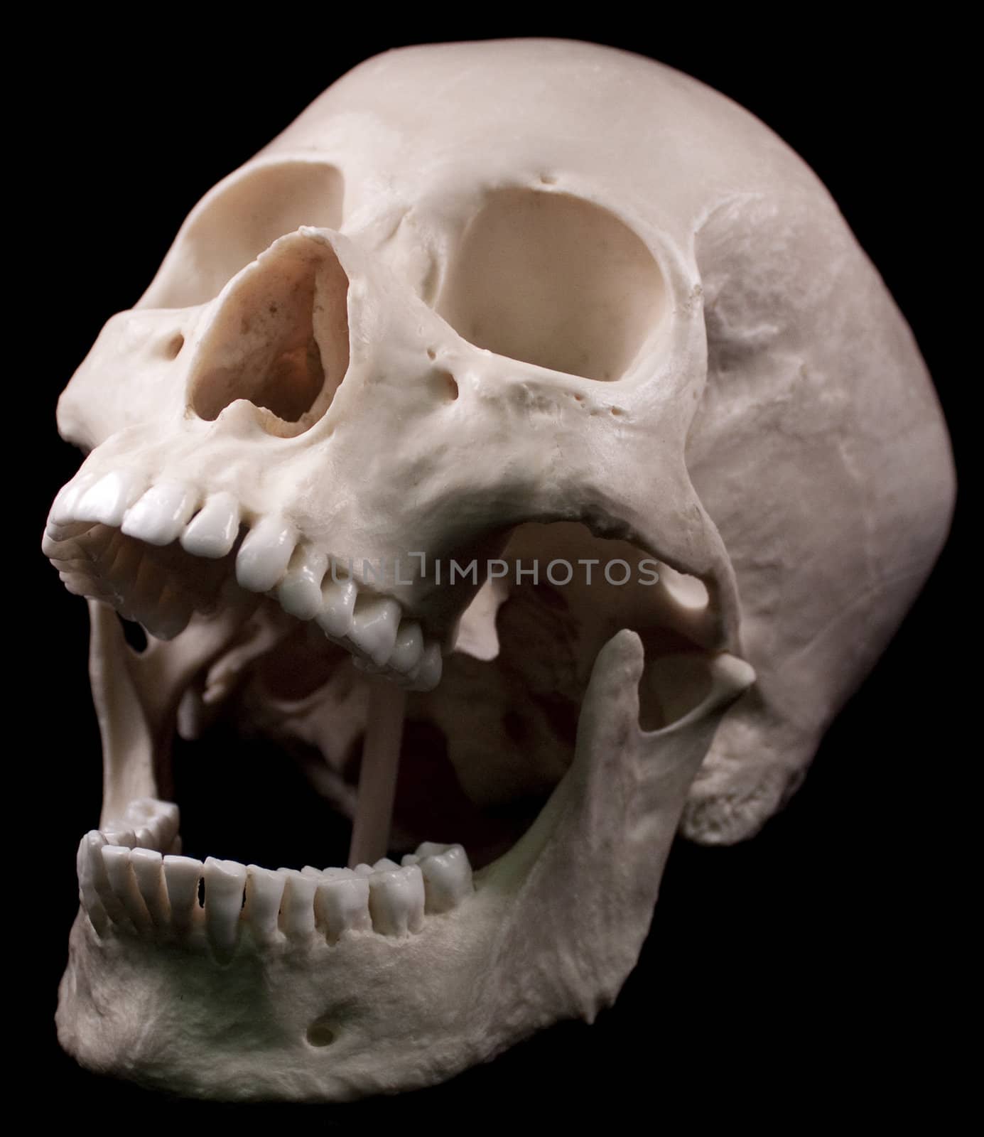 Human skull studio shot with a black background.