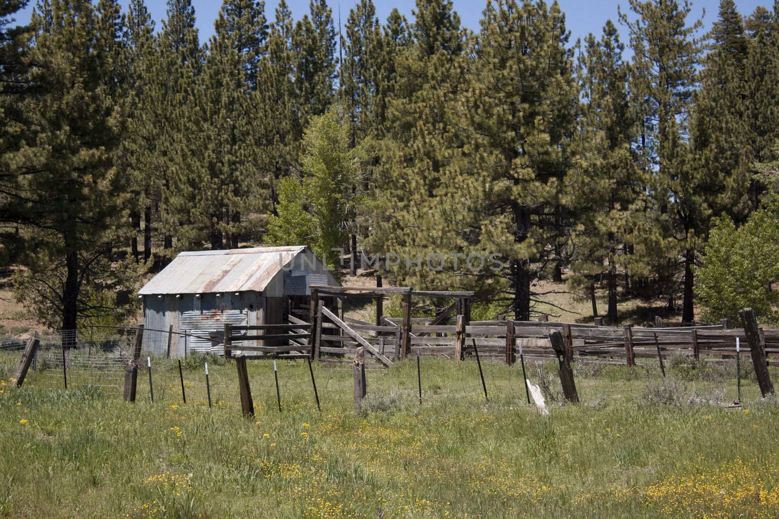 pld shack in a field during spring. blue sky and green grass.