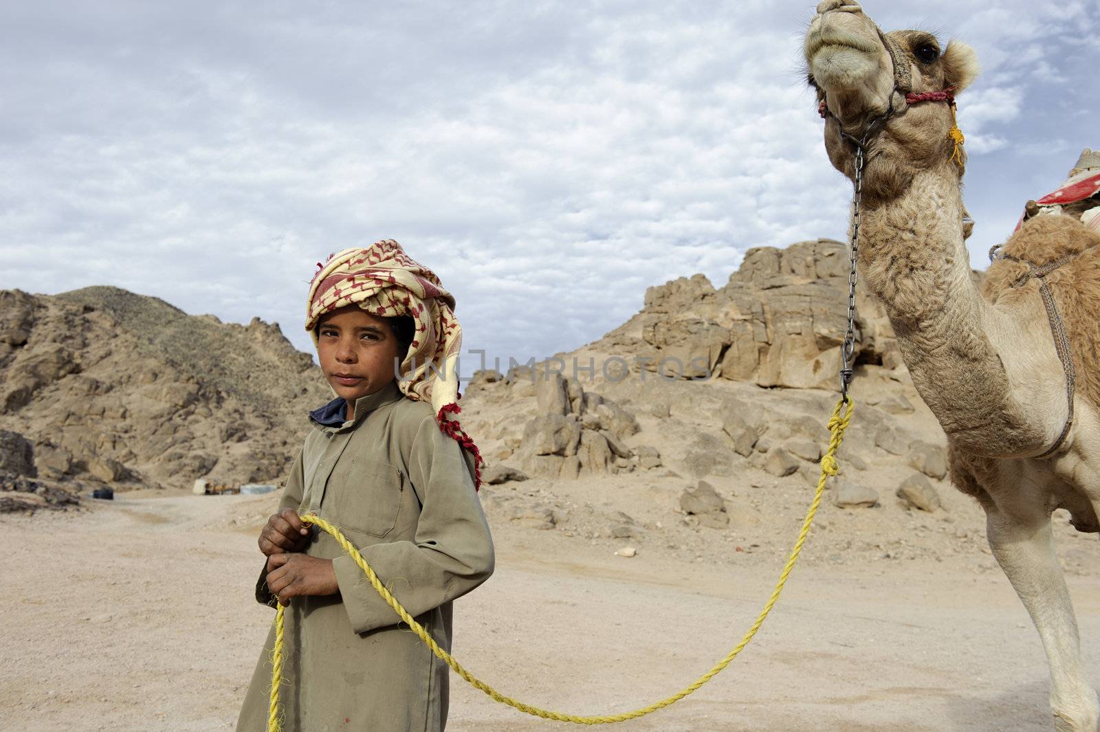 HURGHADA - JAN 30: Bedouin boy pulling a camel in Sahara desert.Jan 30,2013 in Hurghada,Egypt.