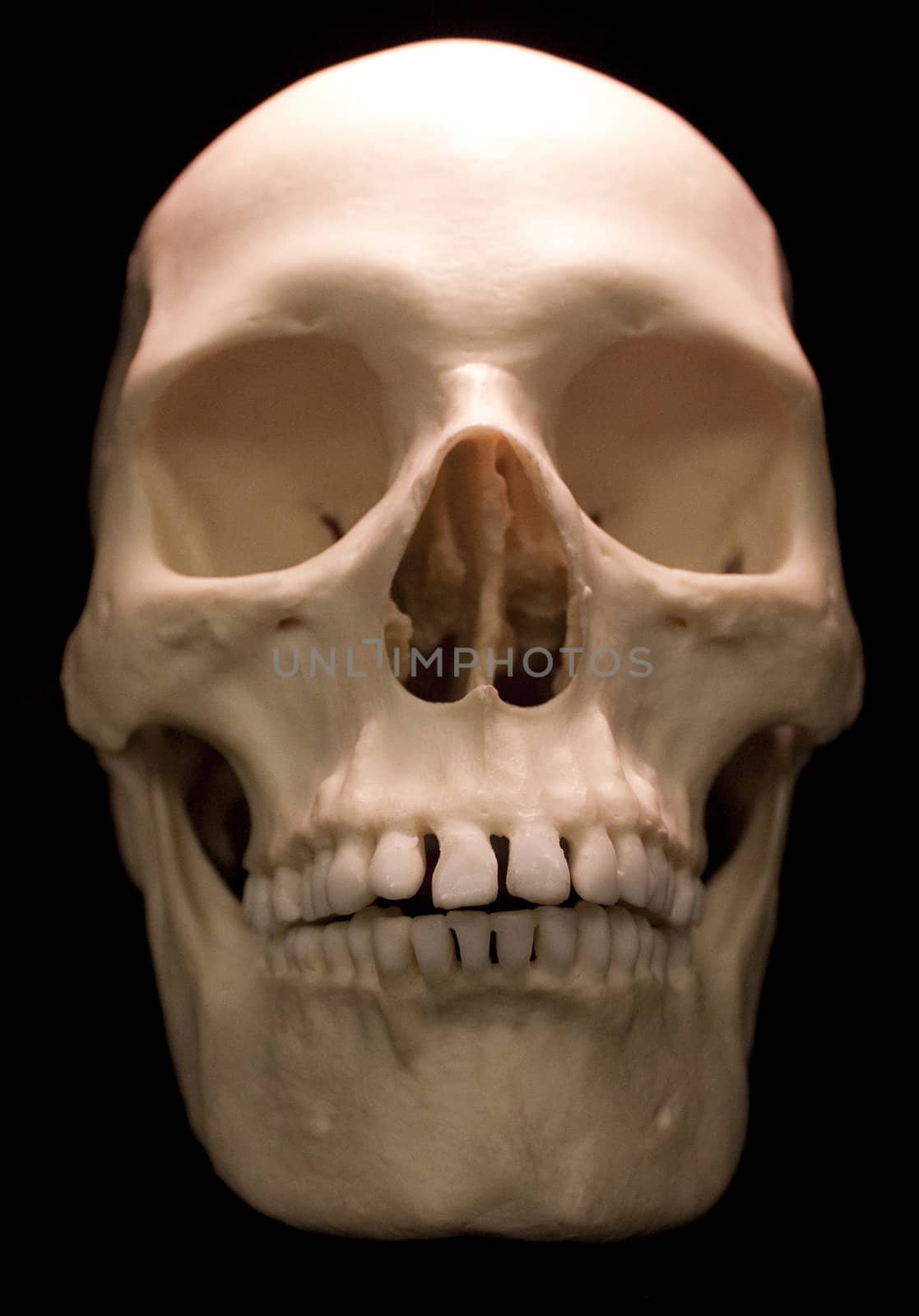 Human skull studio shot with a black background.