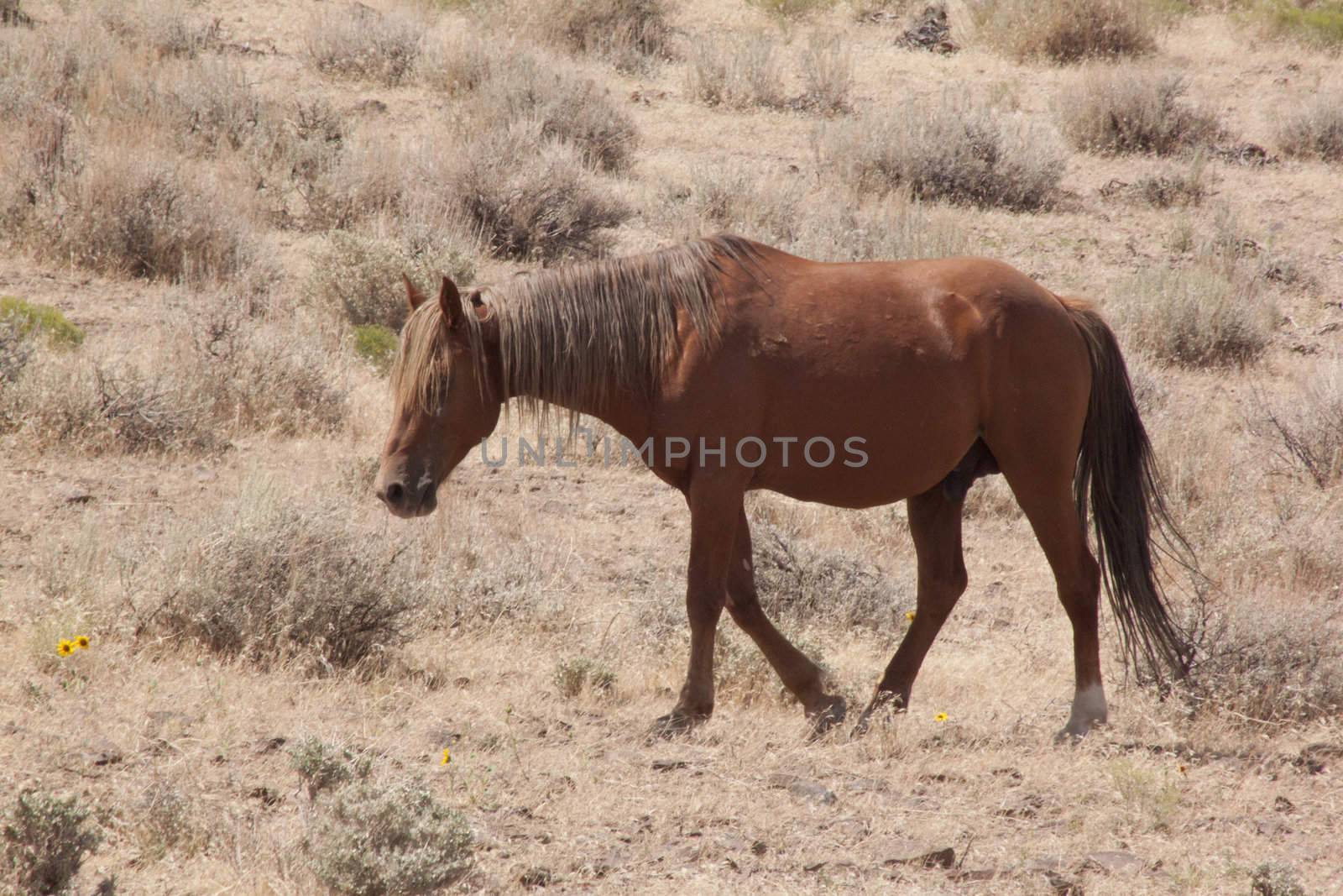 Wild horses in Nevada by jeremywhat