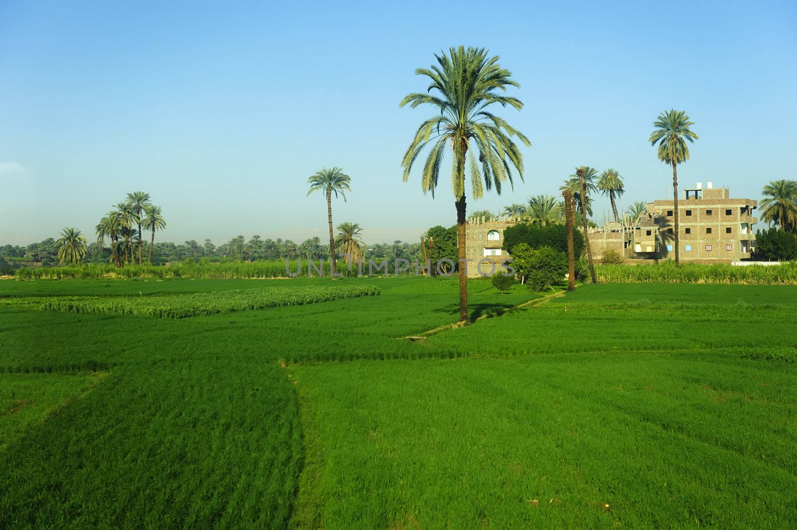 date palm tree in farm land in Egypt by jackq