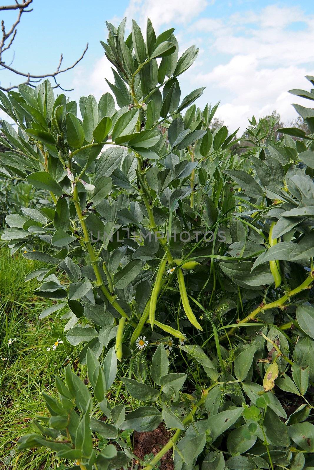 green beans by africa