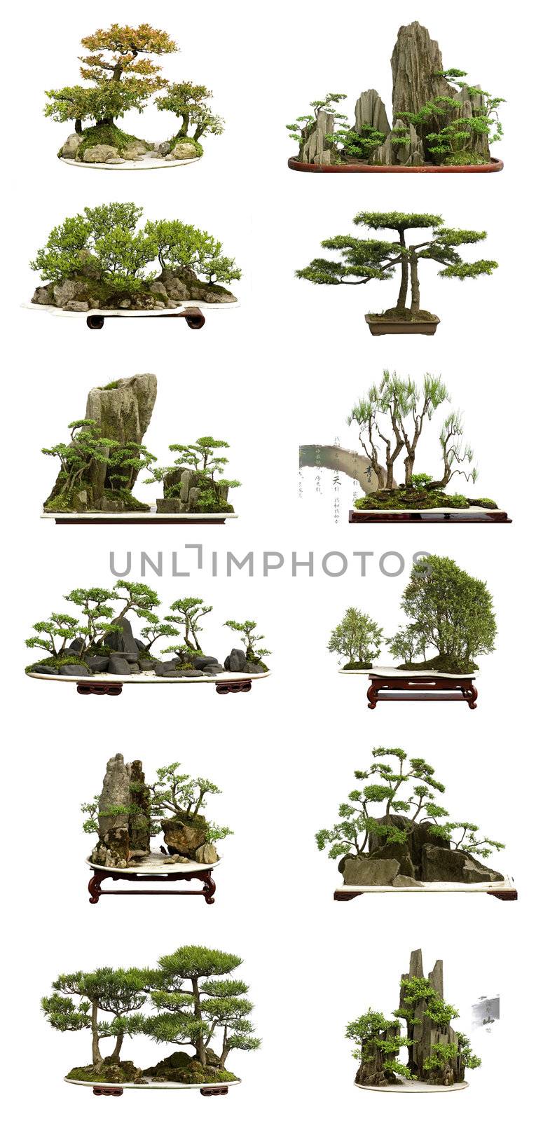 collection of the best china bonsai with white isolated background