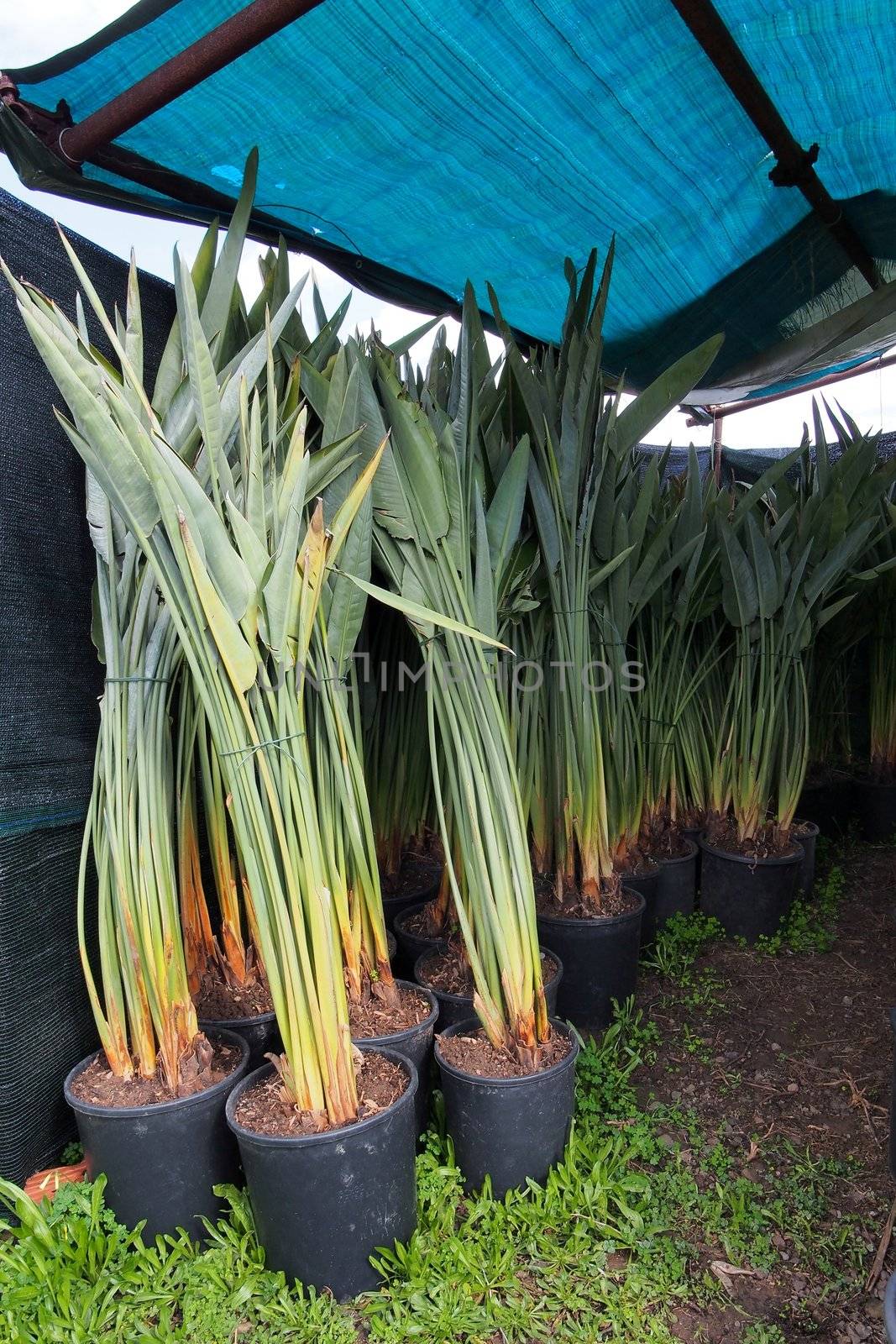 strelitzia plants