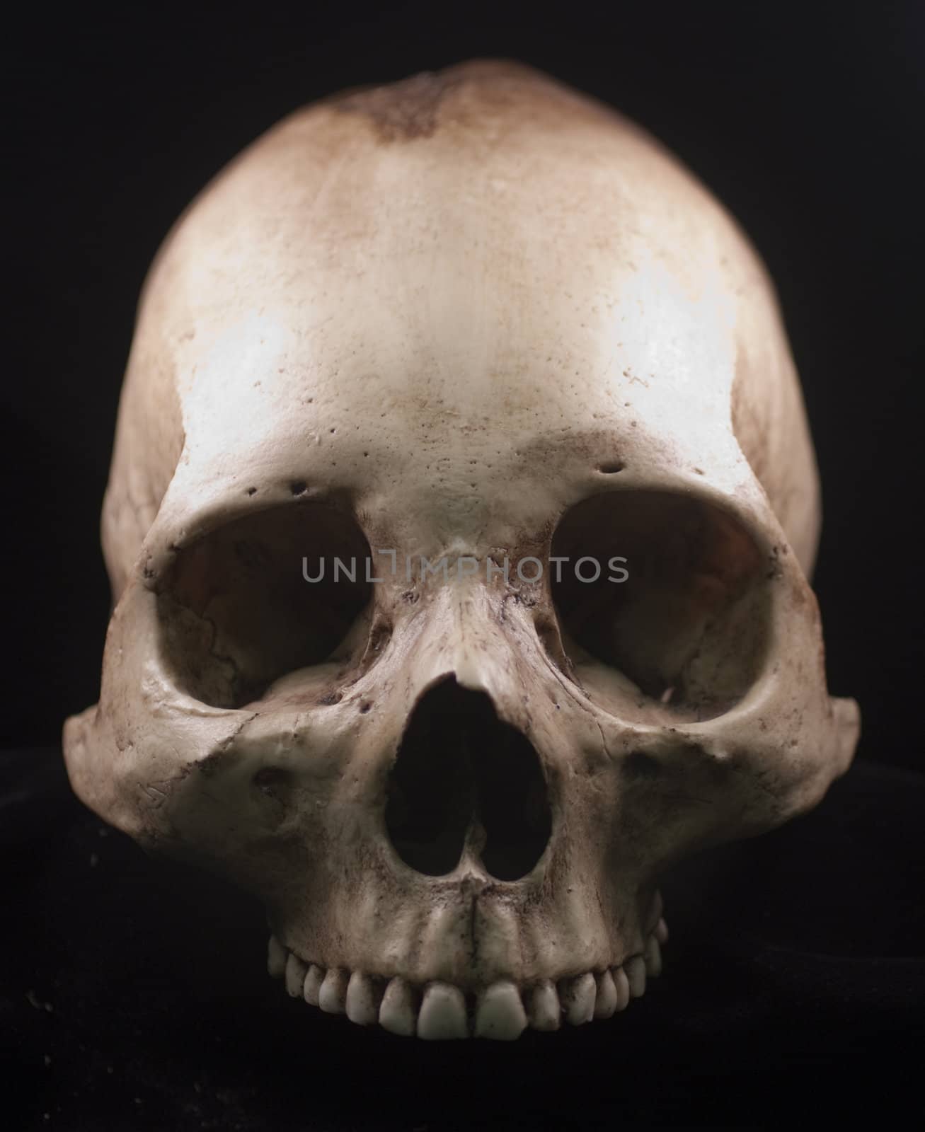 Human skull studio shot with a black background.