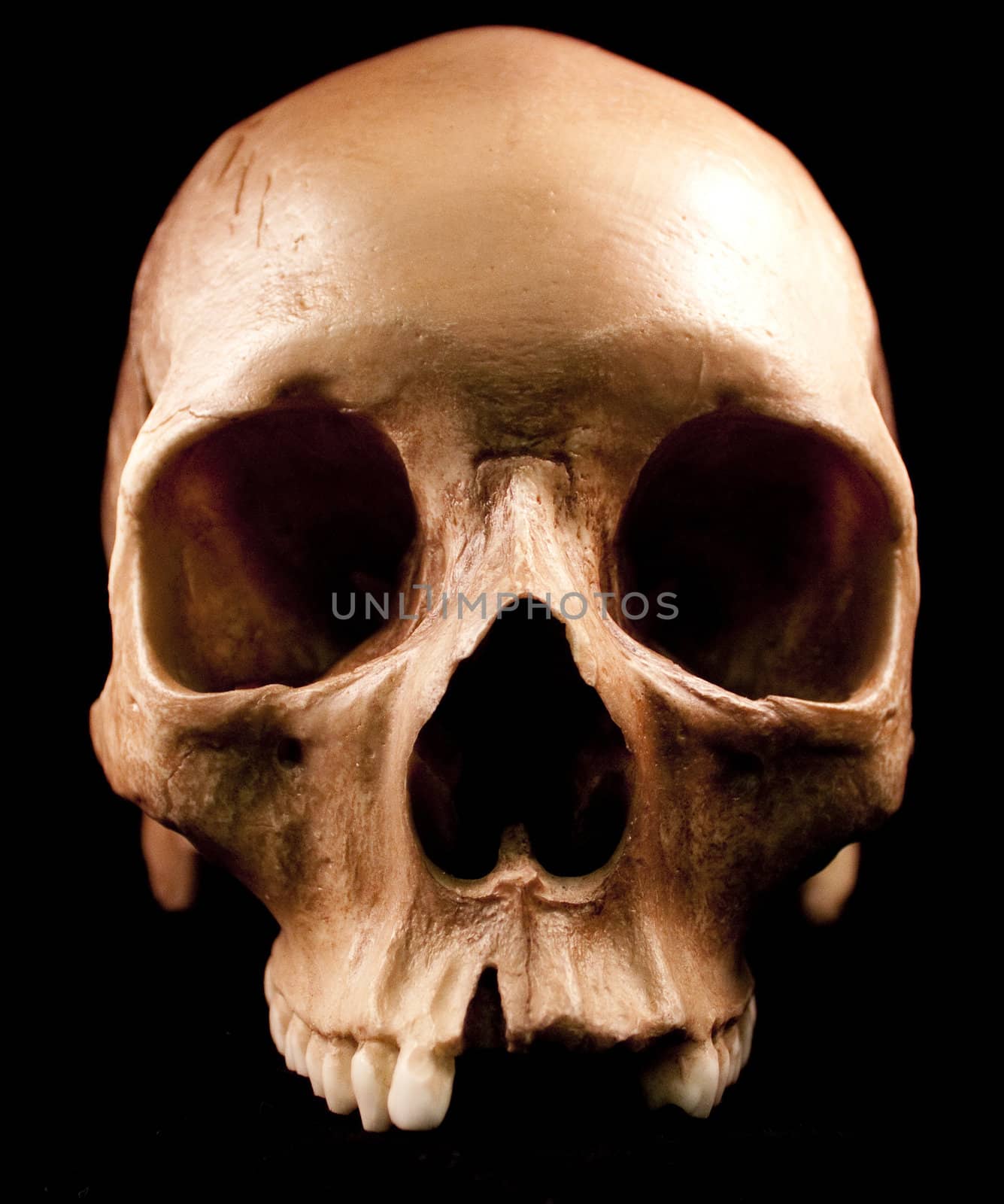 Human skull studio shot with a black background.