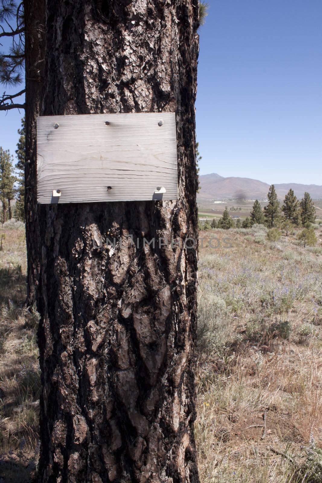 Old grungy wood sign on a pine tree