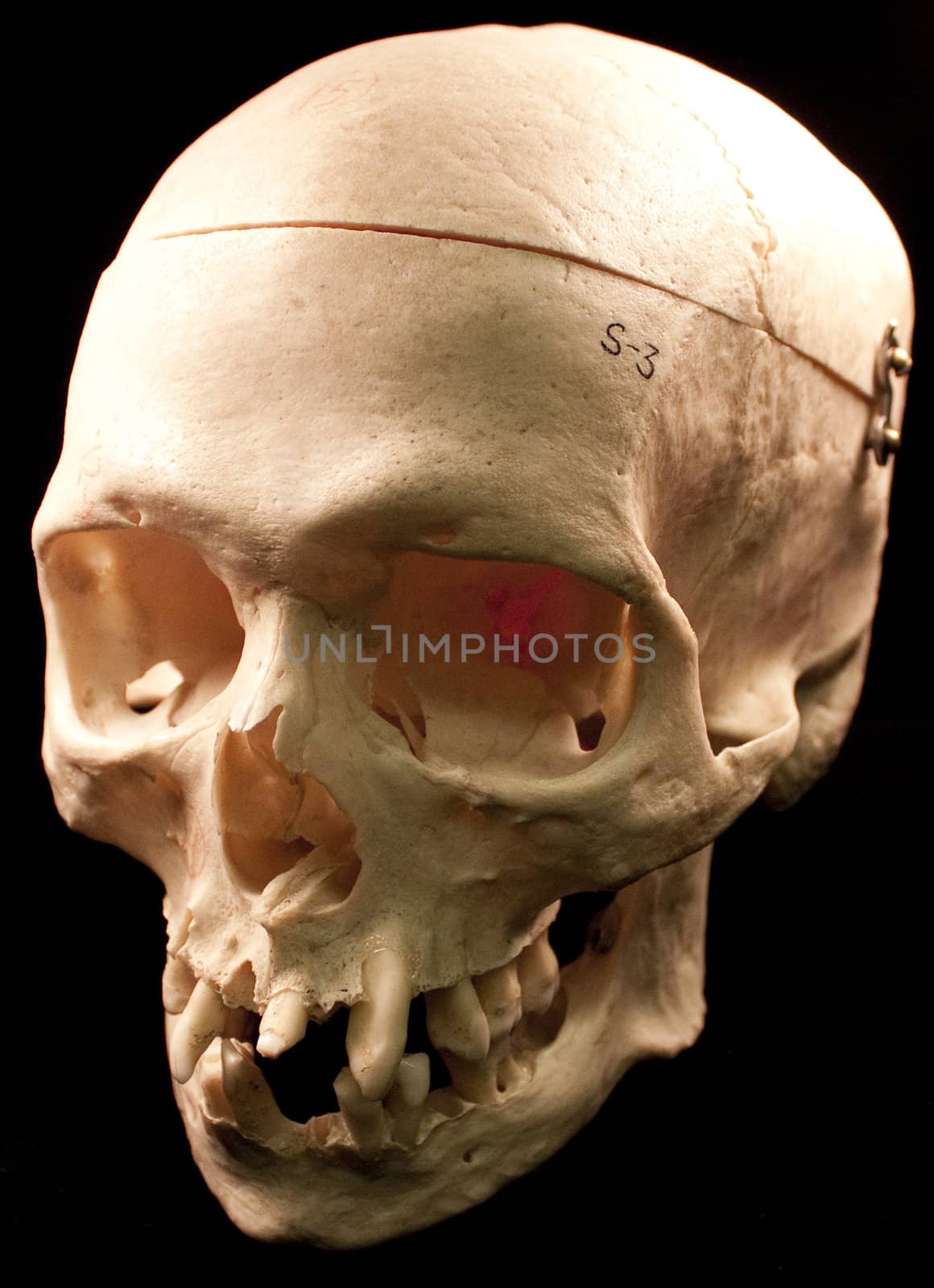 Human skull studio shot with a black background.