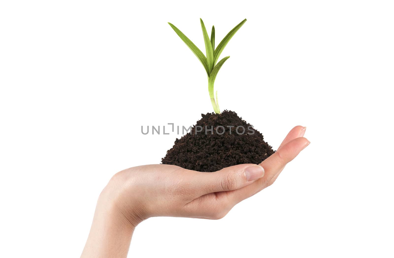 Isolated hands holding a new tree with green leaves