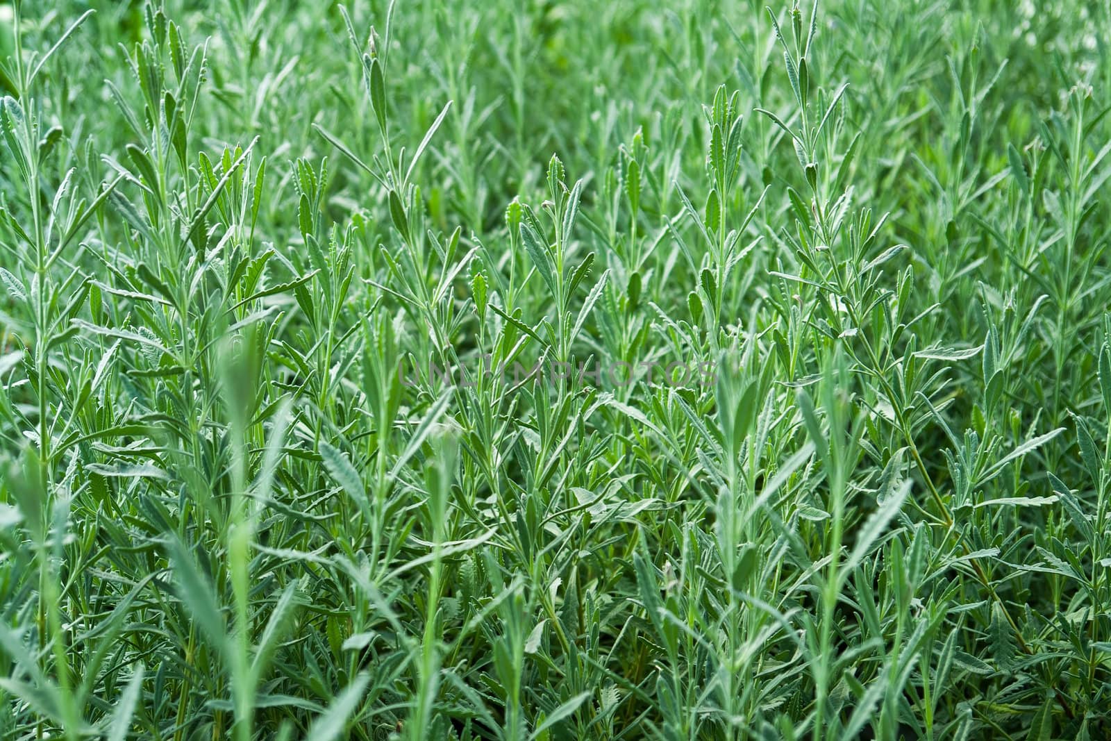  Closeup of freshly grown herns in a garden