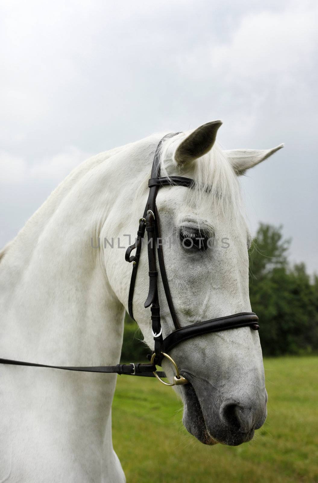 Portrait of a white horse outdoor