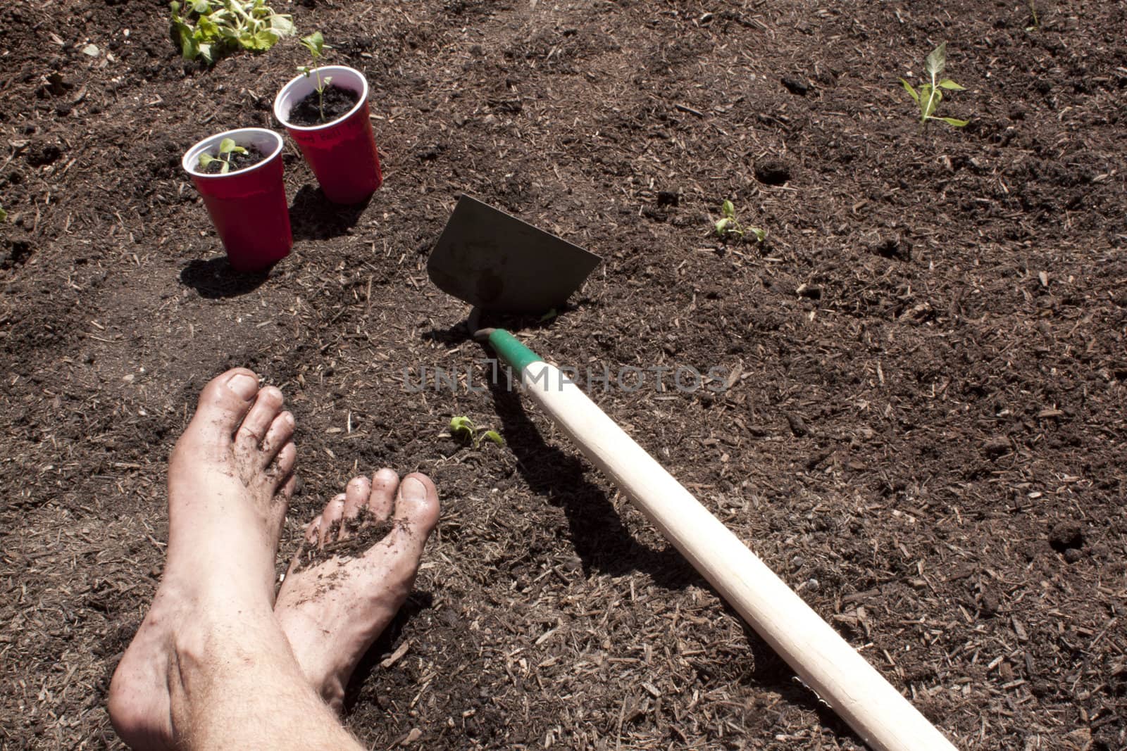 Gardening with feet in the dirt. seedlings and toosl in the shot too