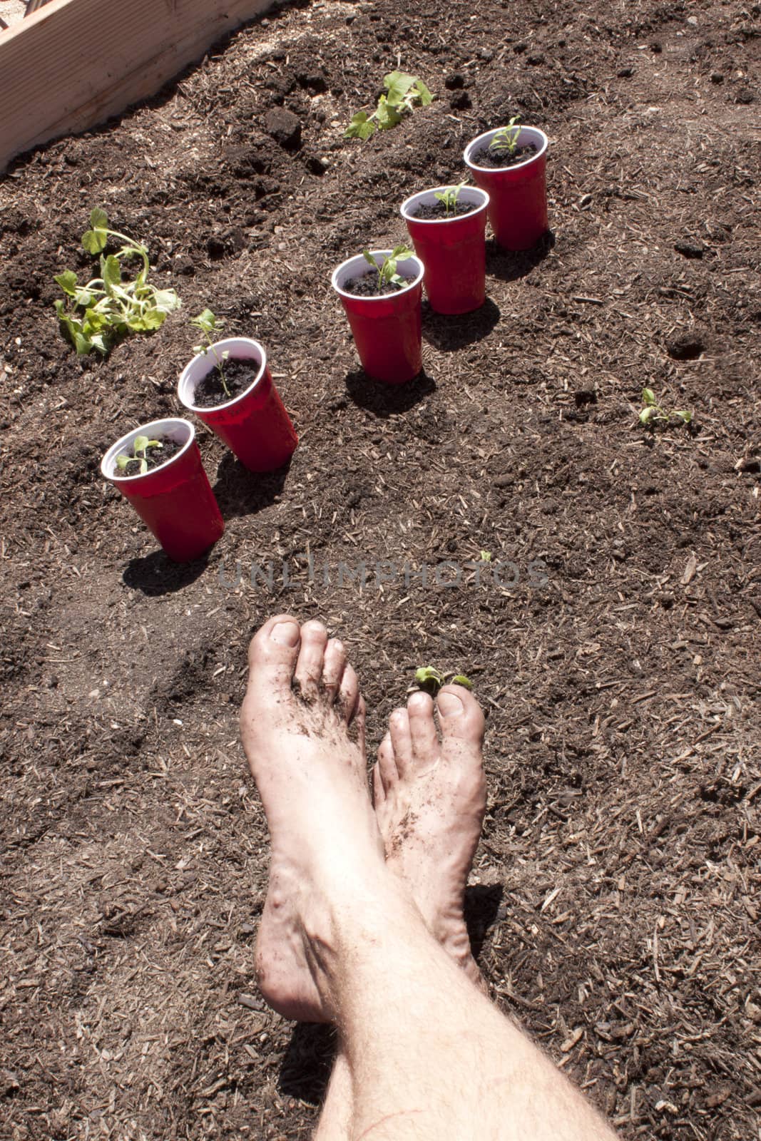 Gardening with feet in the dirt. seedlings and toosl in the shot too