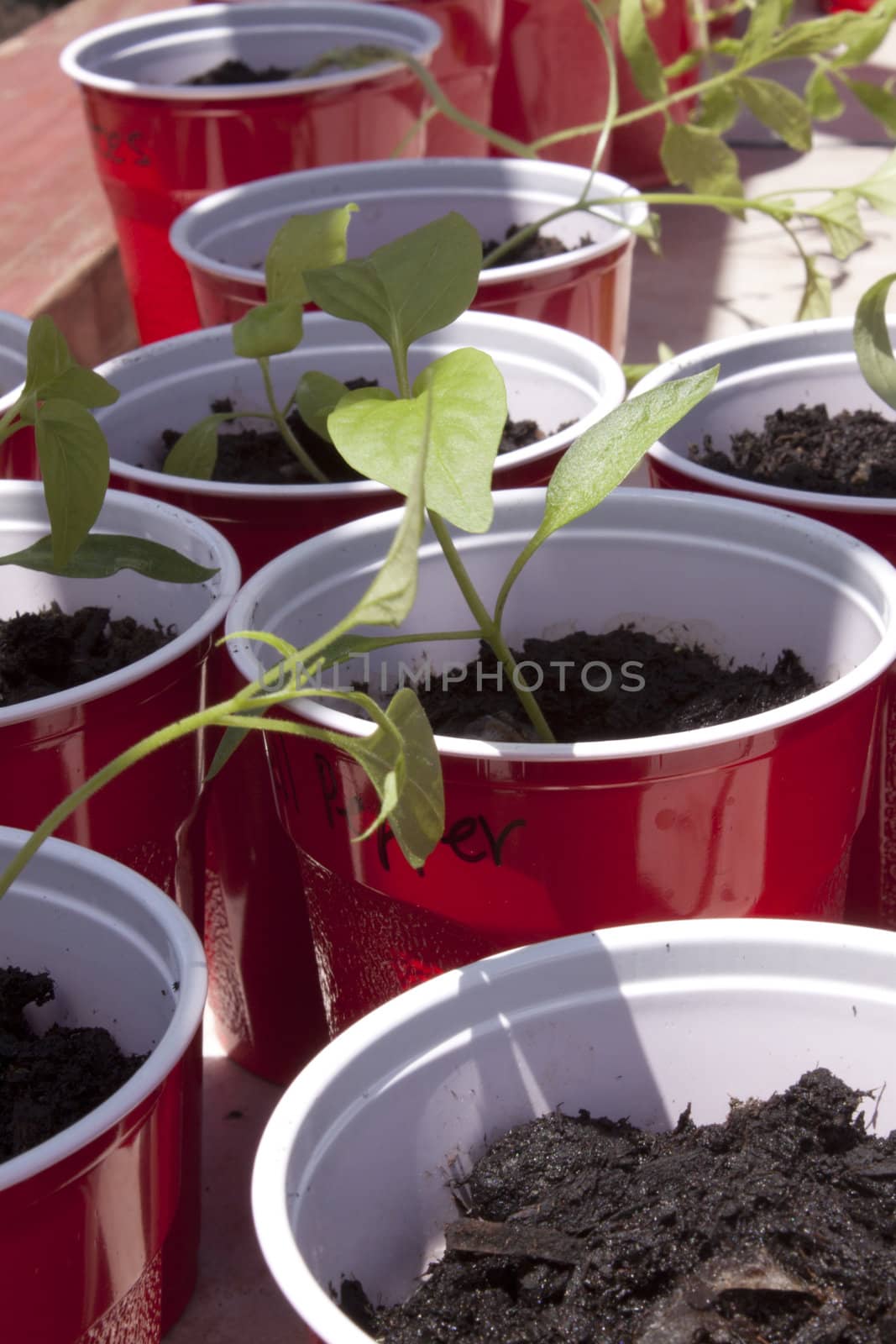 Seedlings in a red cup waiting to be planted