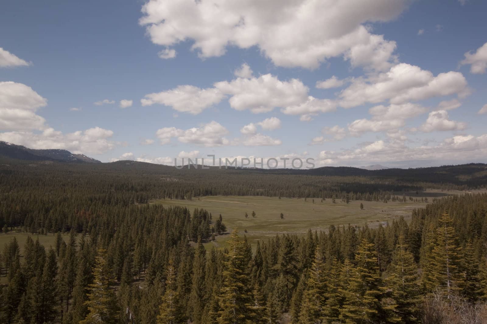 Pine tree forest in the Sierra Nevadas - Verdi Nevada by jeremywhat