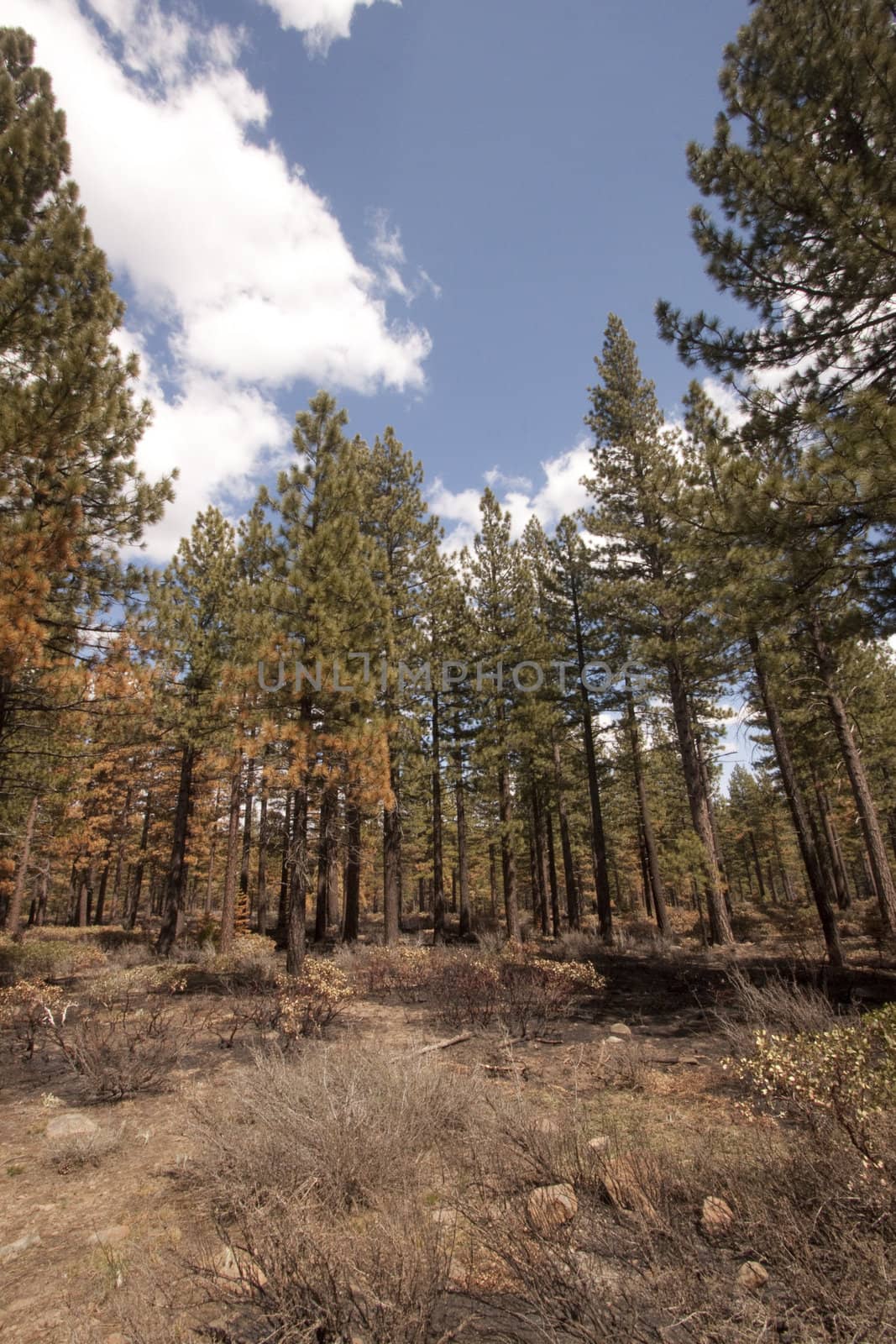 Pine tree forest in the Sierra Nevadas - Verdi Nevada