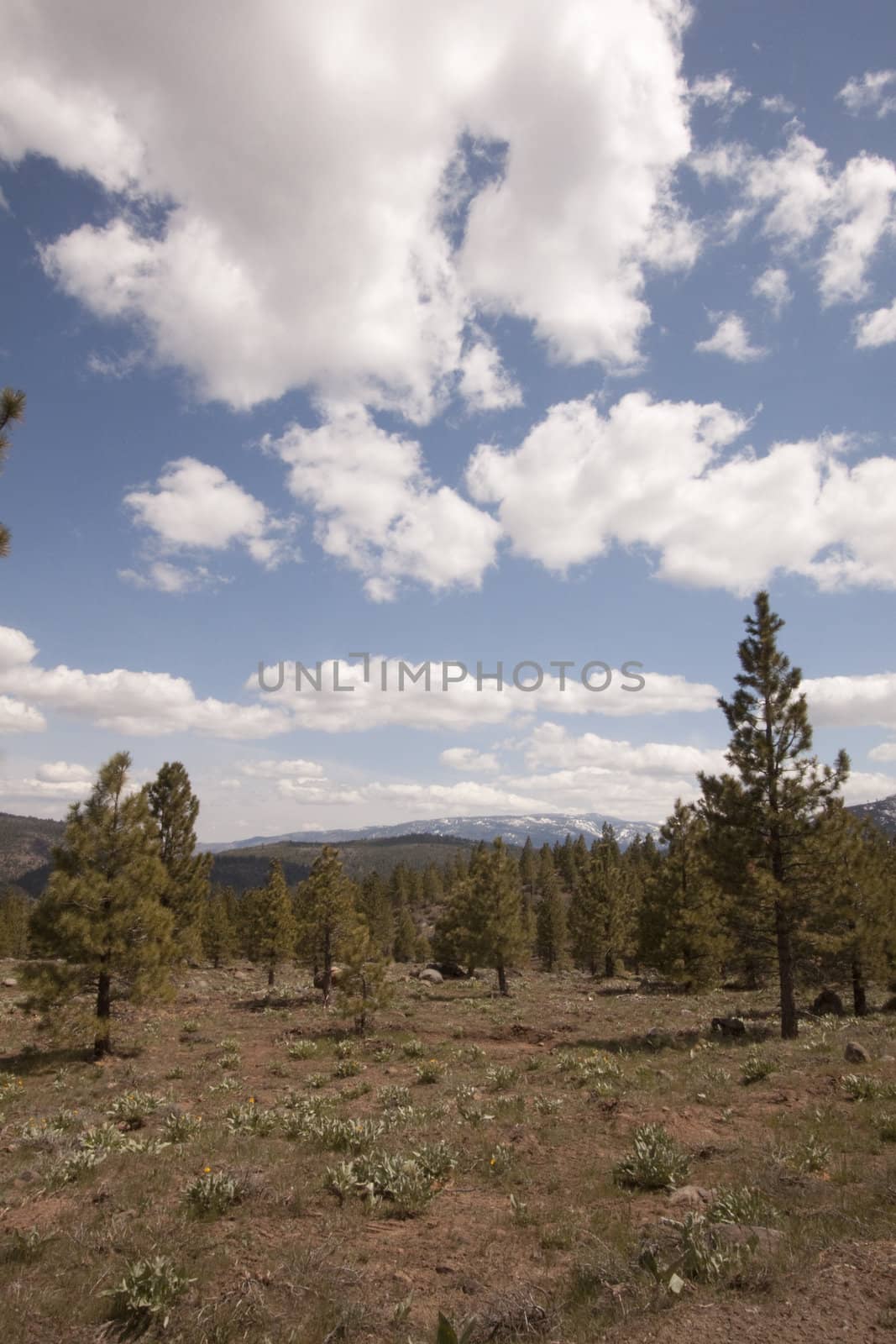 Pine tree forest in the Sierra Nevadas - Verdi Nevada by jeremywhat