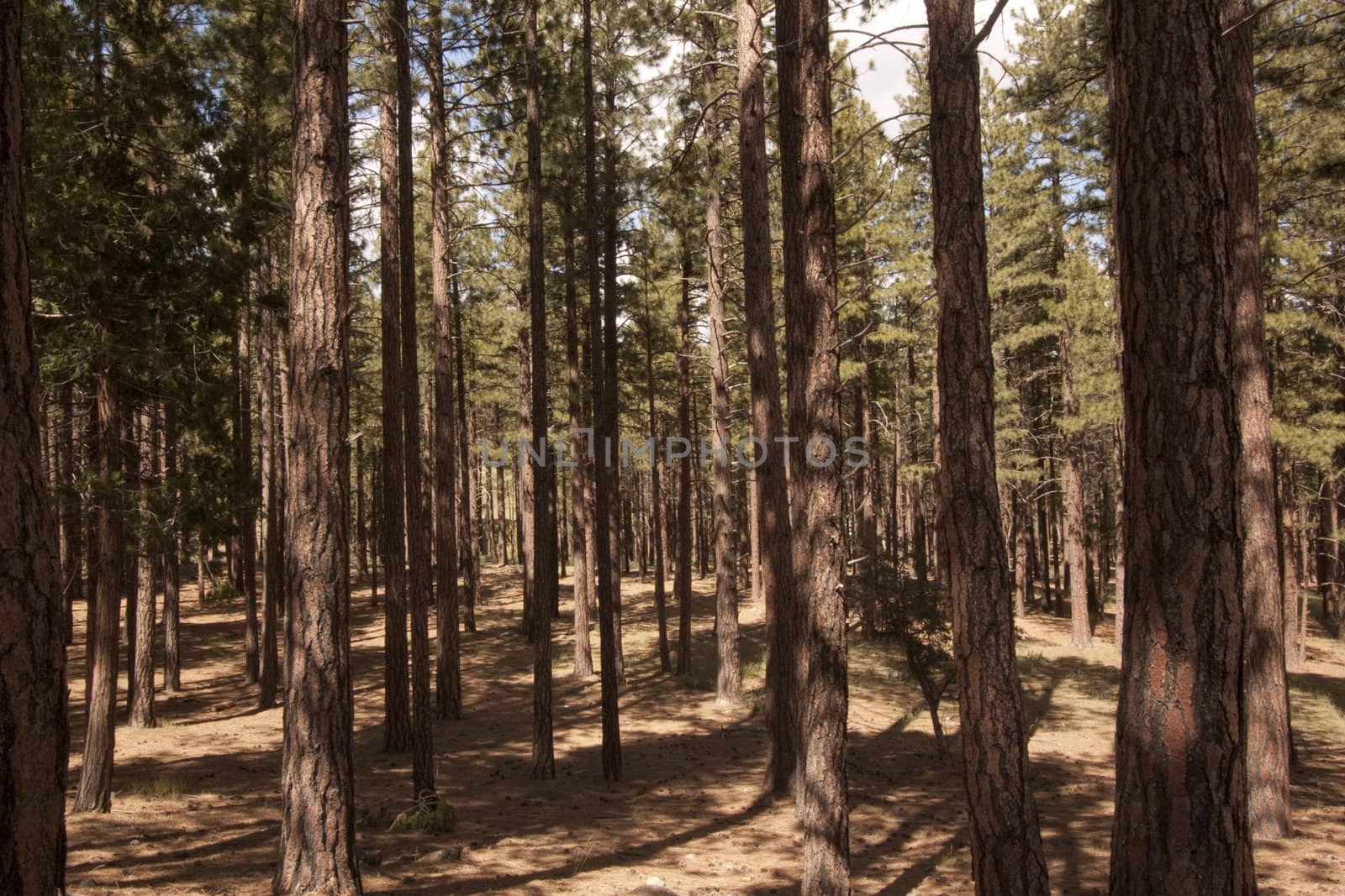 Pine tree forest in the Sierra Nevadas - Verdi Nevada