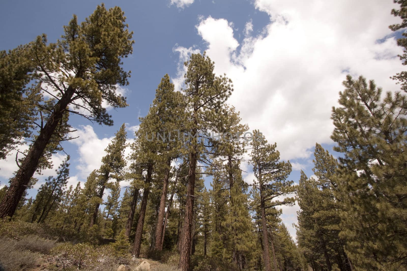 Pine tree forest in the Sierra Nevadas - Verdi Nevada by jeremywhat