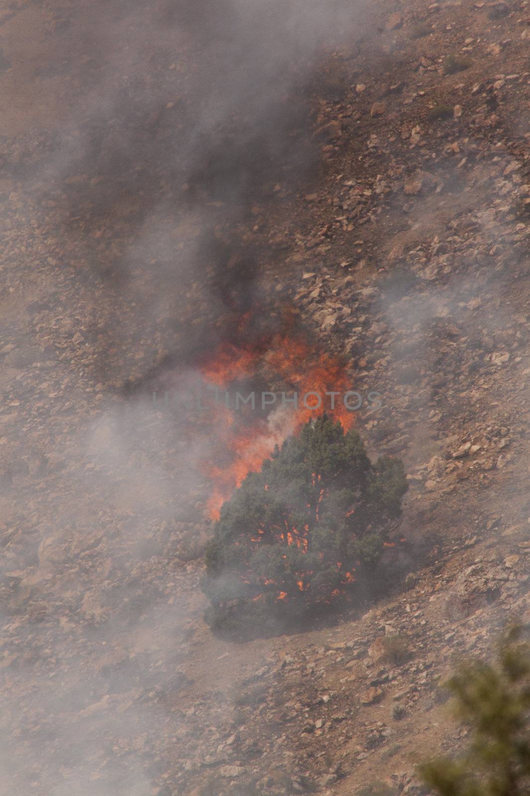 Desert fire with burning bushes and brush