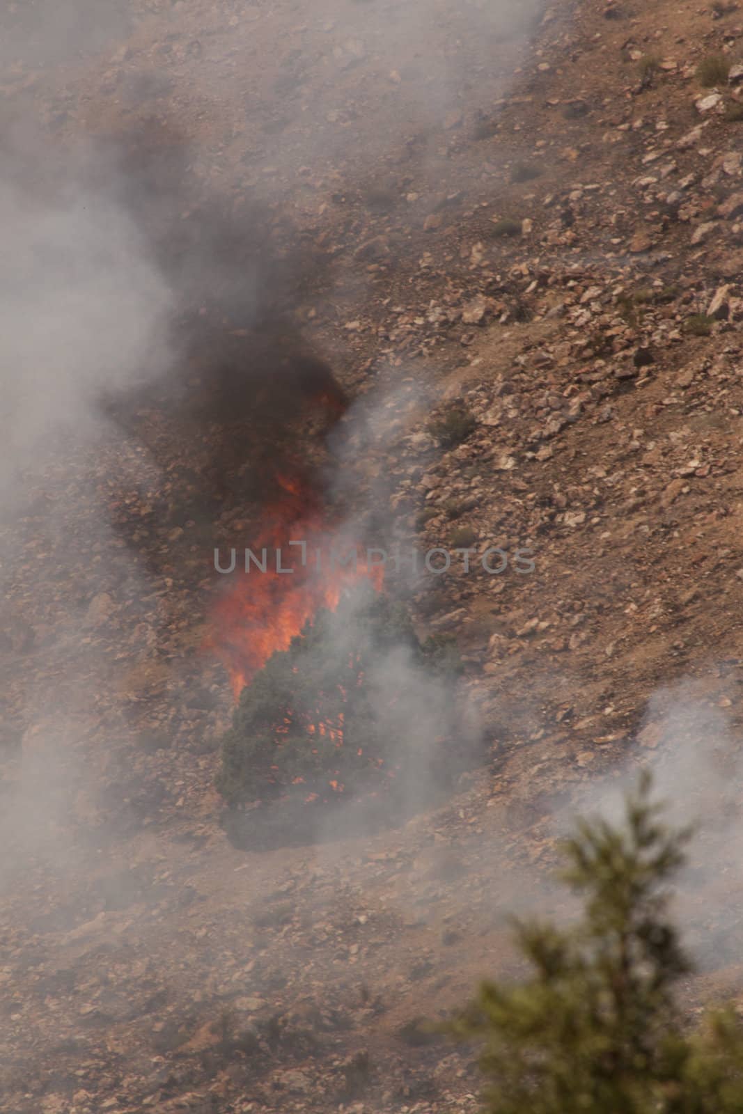 Desert fire with burning bushes and brush